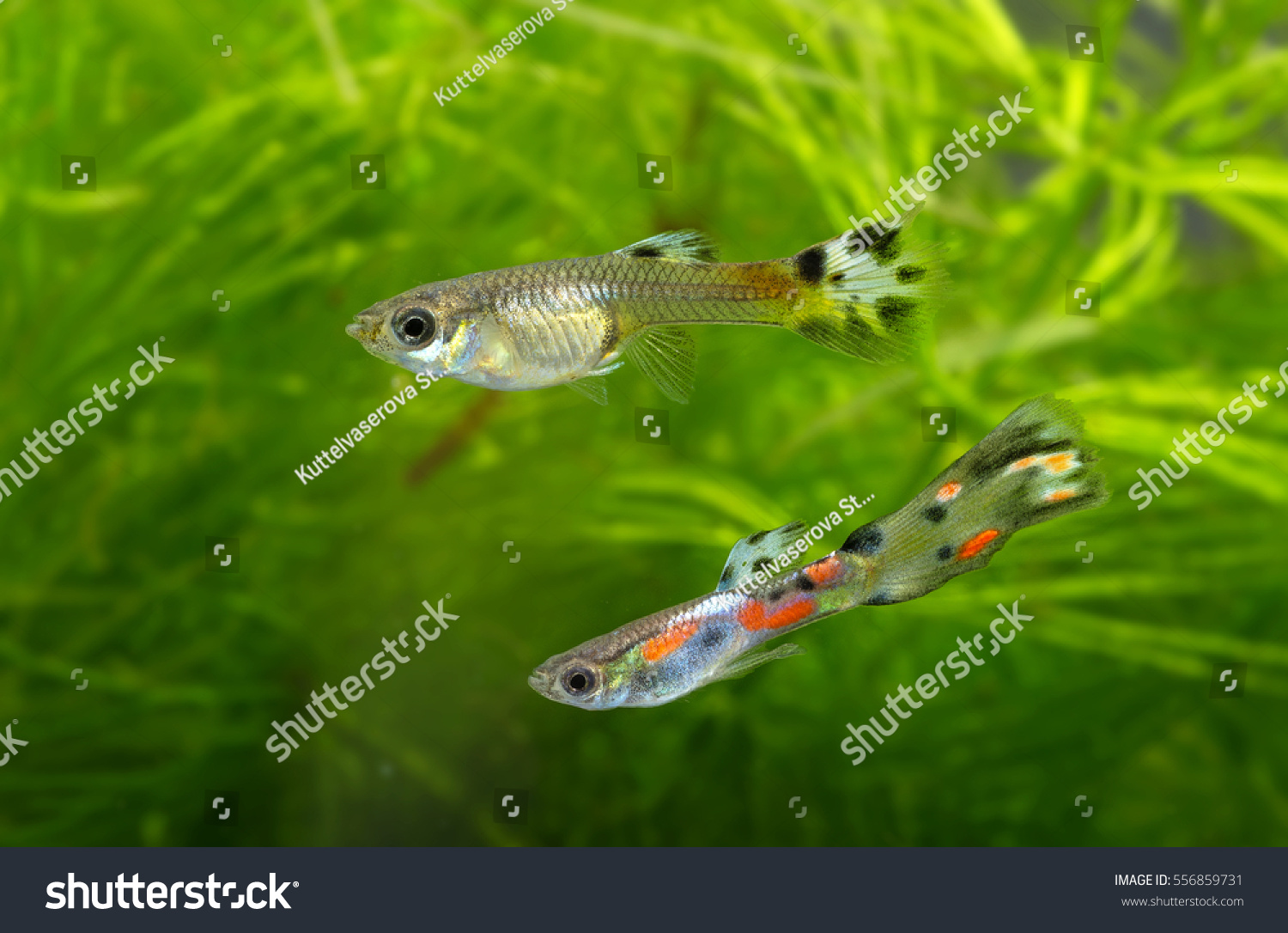 13 Girardinus guppii Images, Stock Photos & Vectors | Shutterstock