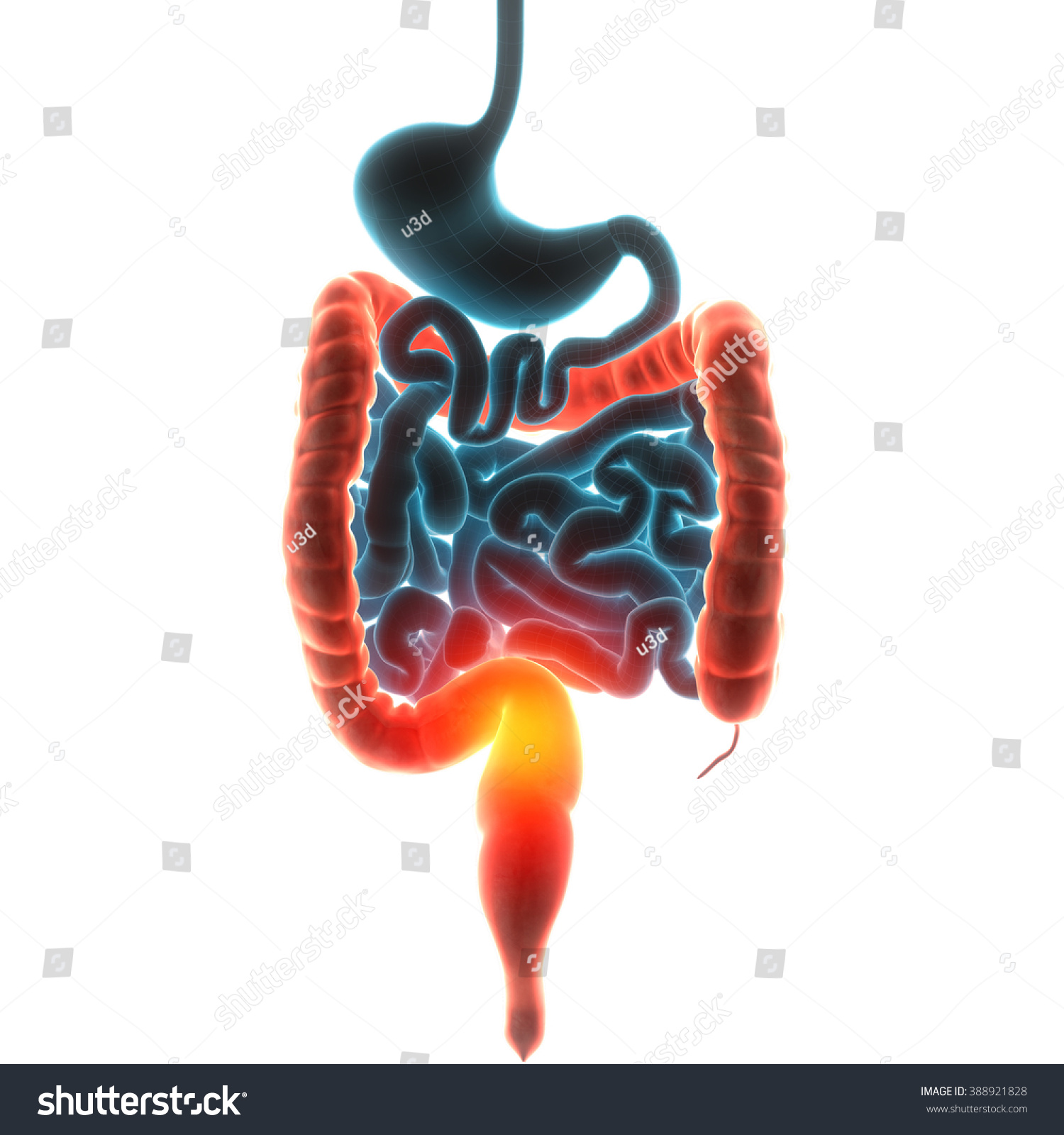 Guts Organ Pain Stock Photo 388921828 : Shutterstock