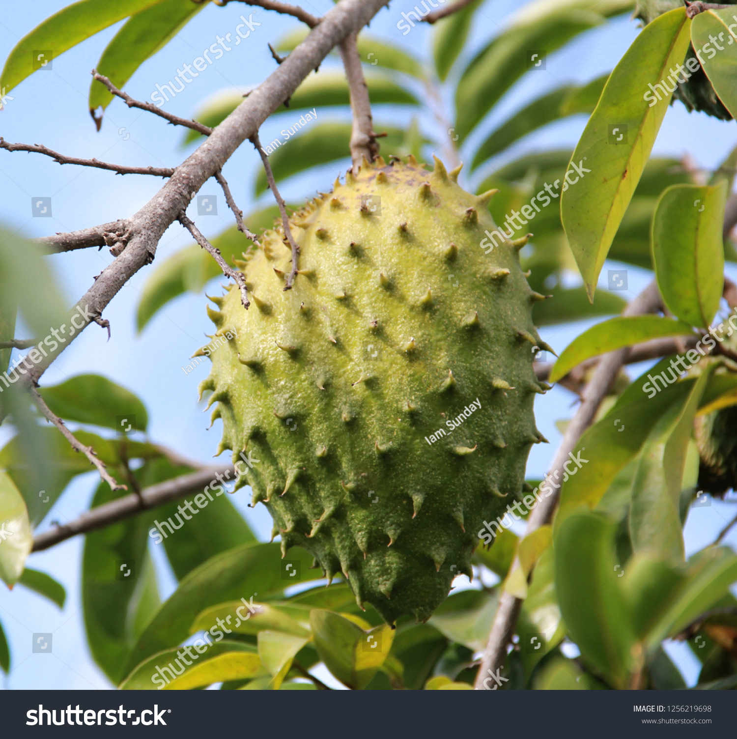 Guyabano Soursop Annona Muricata Graviola Tree Stock Photo Edit Now