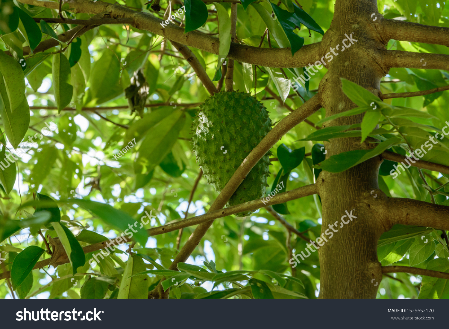 Guyabanosoursop Fruit Tree Asia Stock Photo Edit Now