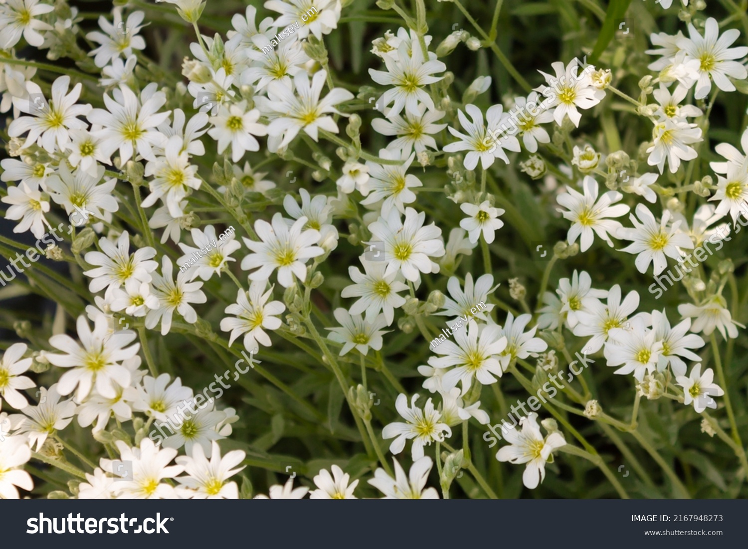 Gypsophila Blooms White Flowers Small Petals Stock Photo 2167948273 ...