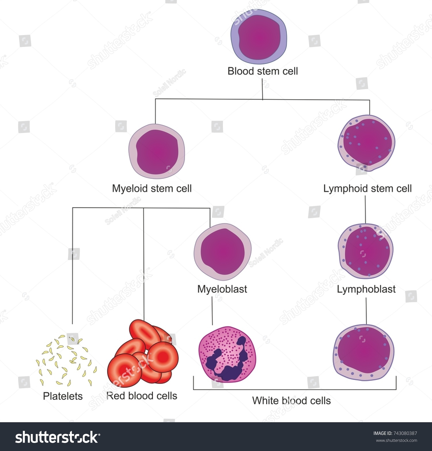 Haematopoiesis Formation Blood Cells Lymphocytes Granulocytes Stock ...