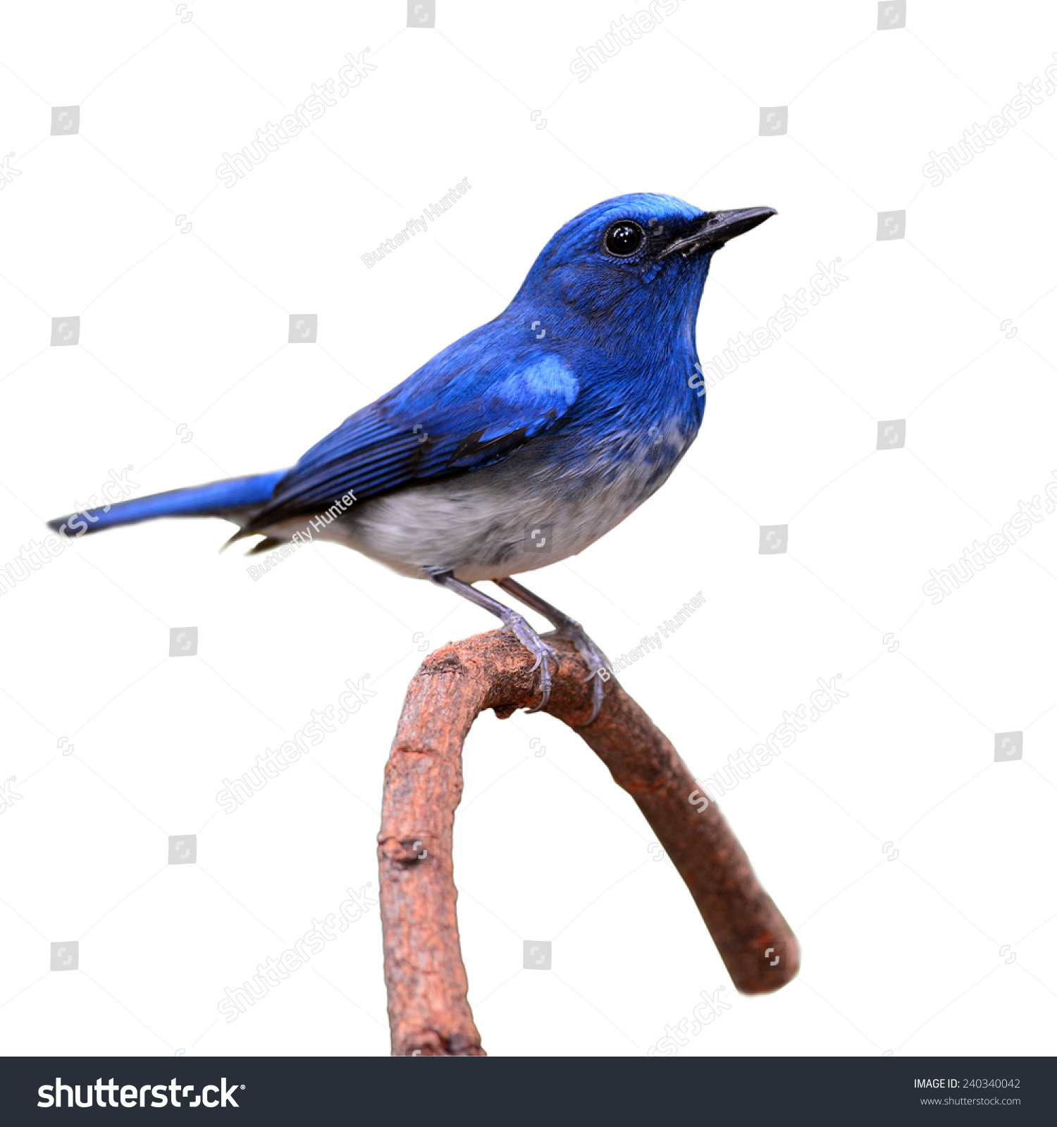 Hainan Blue Flycatcher (Cyornis Hainanus) Bird Perching On A Branch On ...