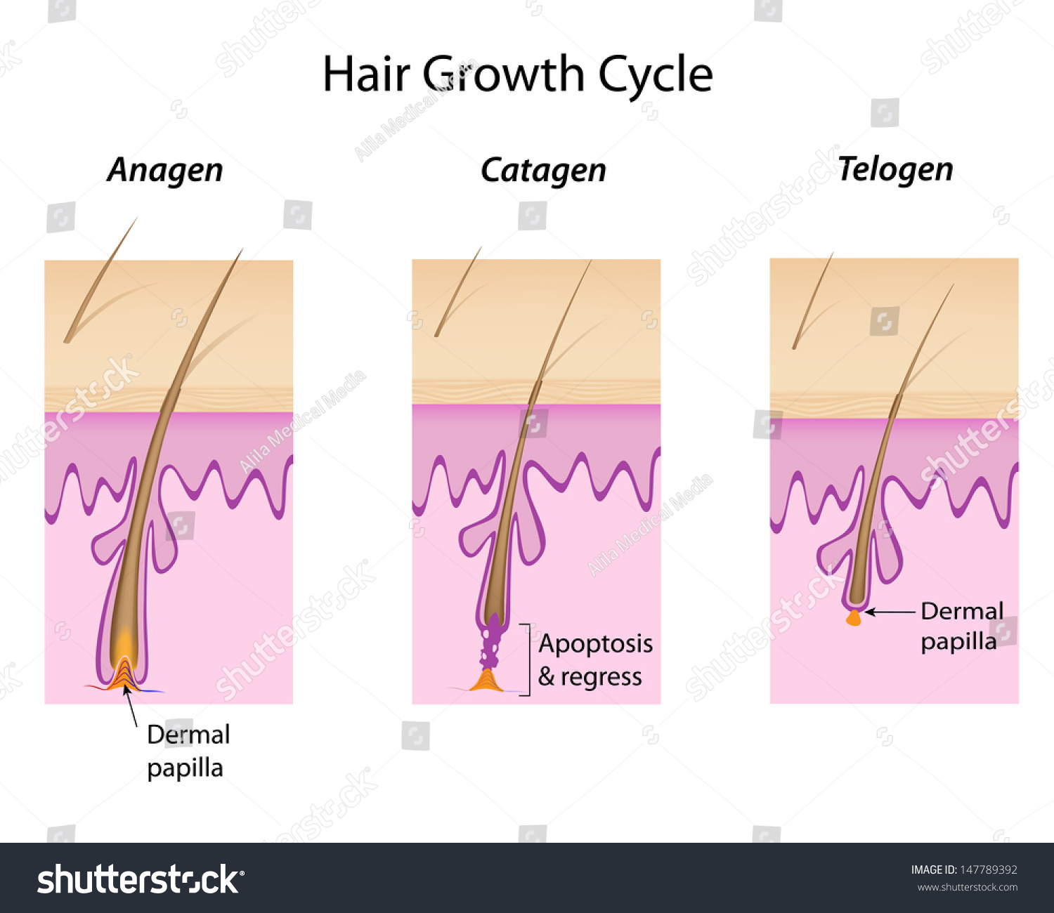 Hair Growth Cycle Stock Photo 147789392 : Shutterstock