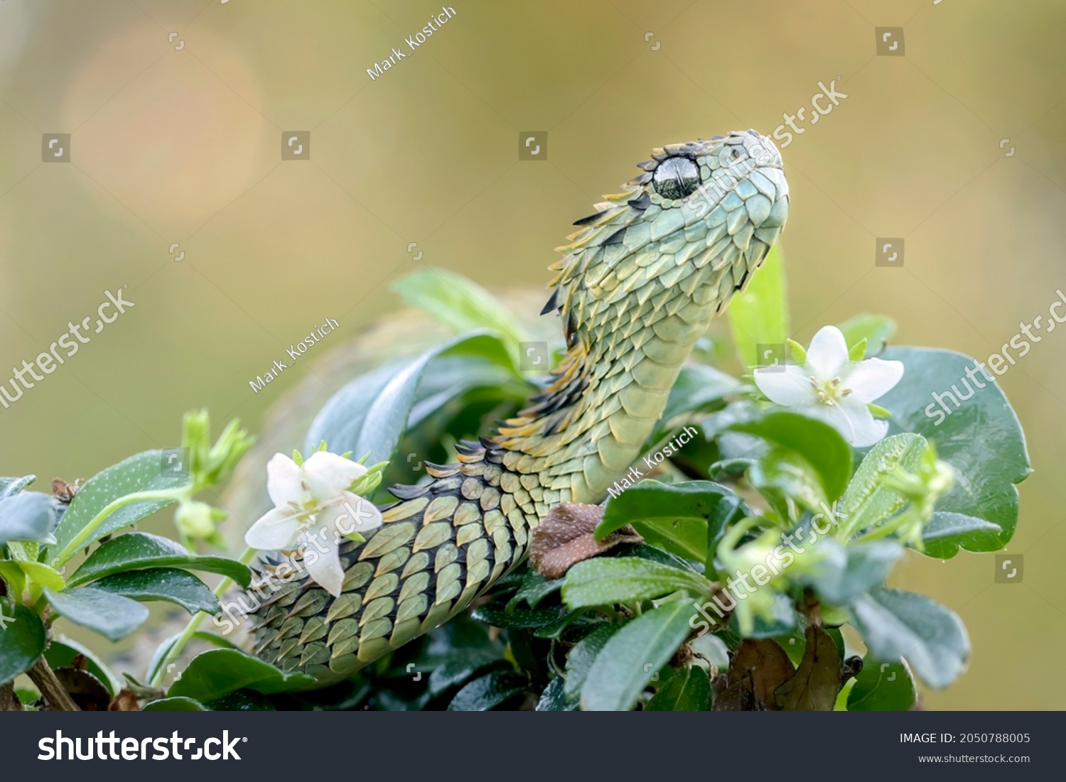 Hairy Bush Viper Atheris Hispida En Foto De Stock 2050788005