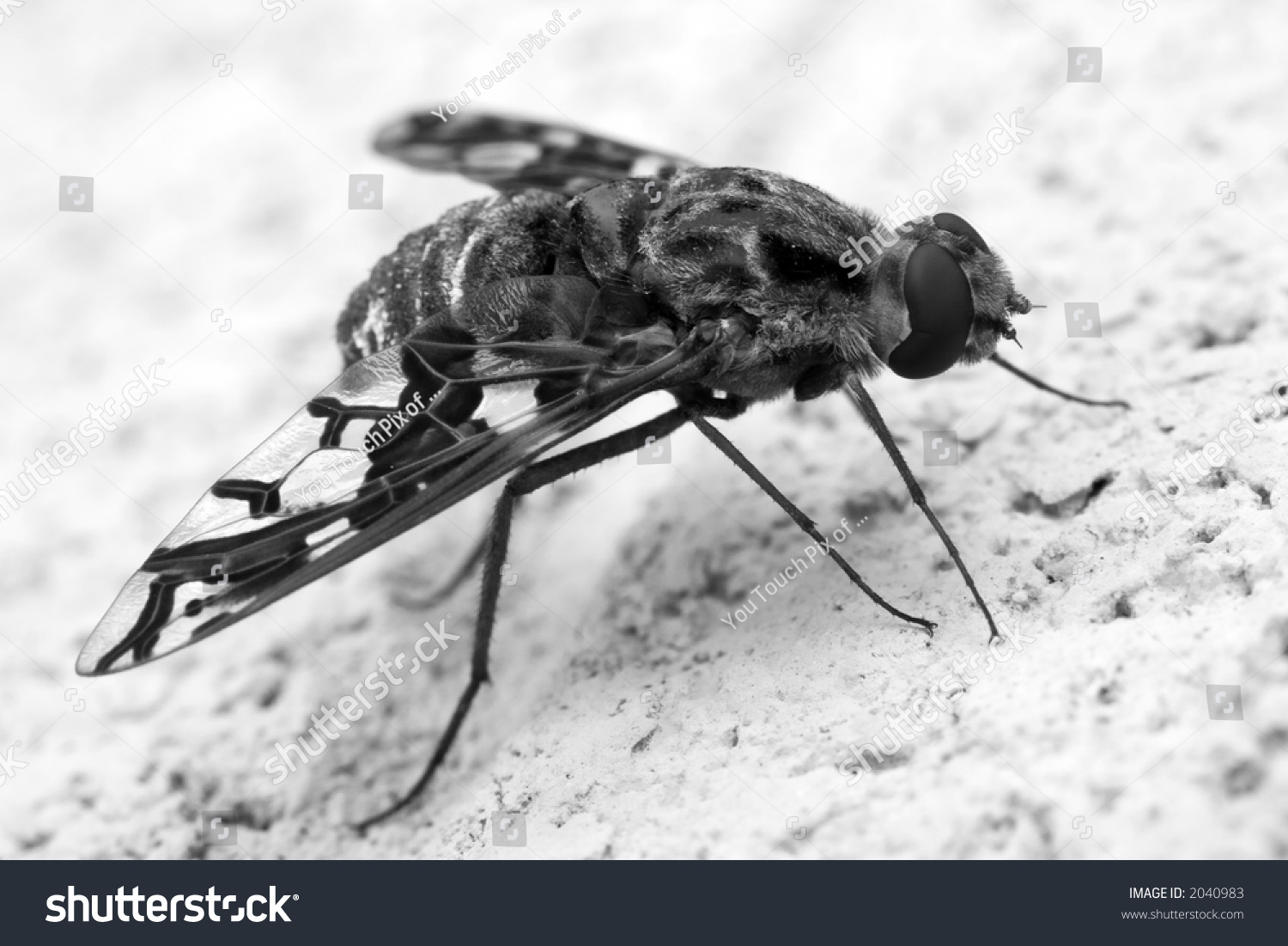 Hairy Giant Fly Closeup, Black-And-White Stock Photo 2040983 : Shutterstock