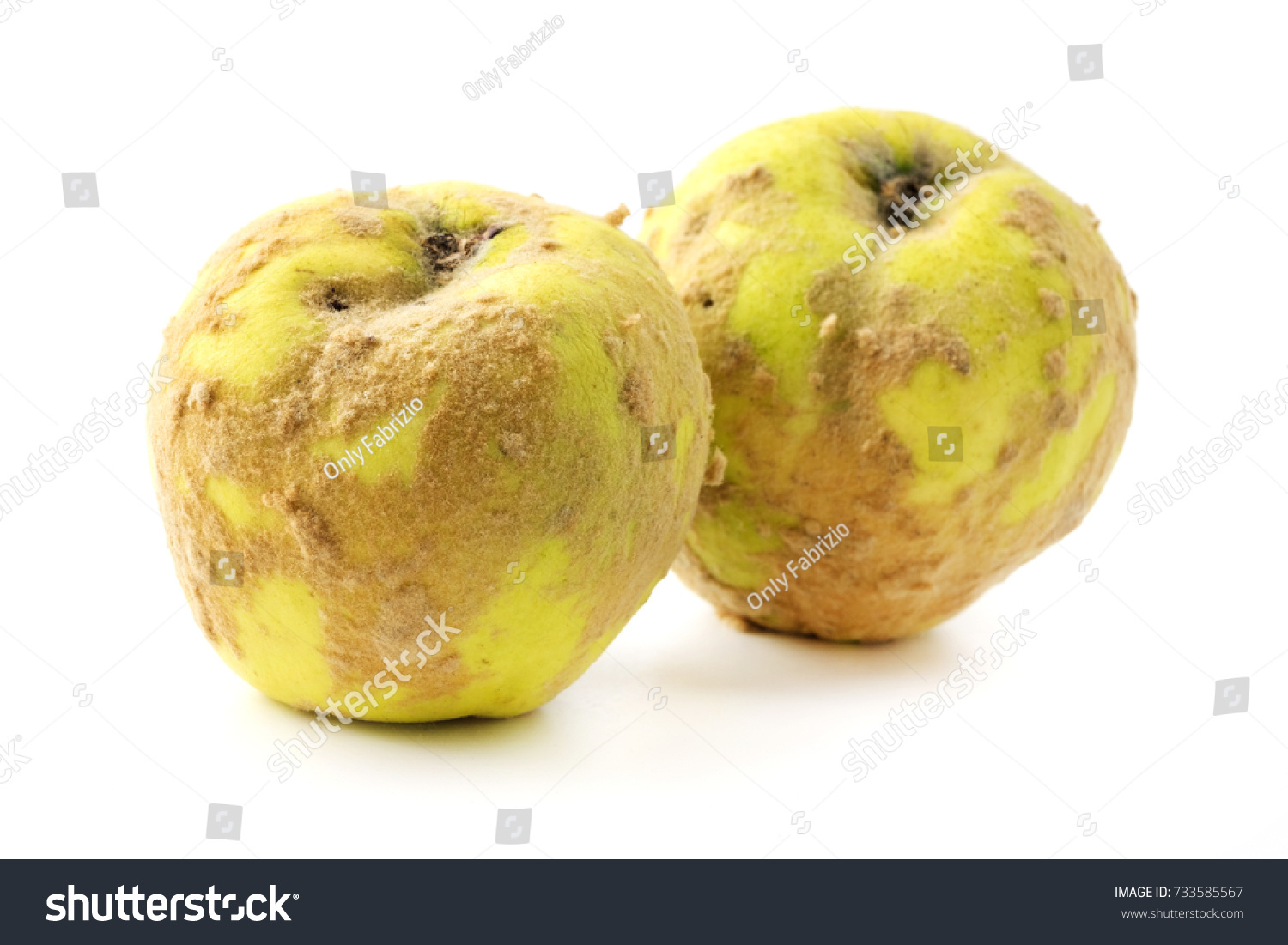 Hairy Russian Quince On White Background Stock Photo Edit Now