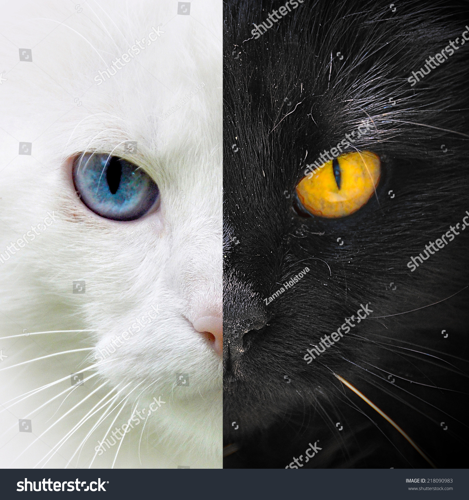 Half White Half Black Cat Stock Photo Edit Now 218090983