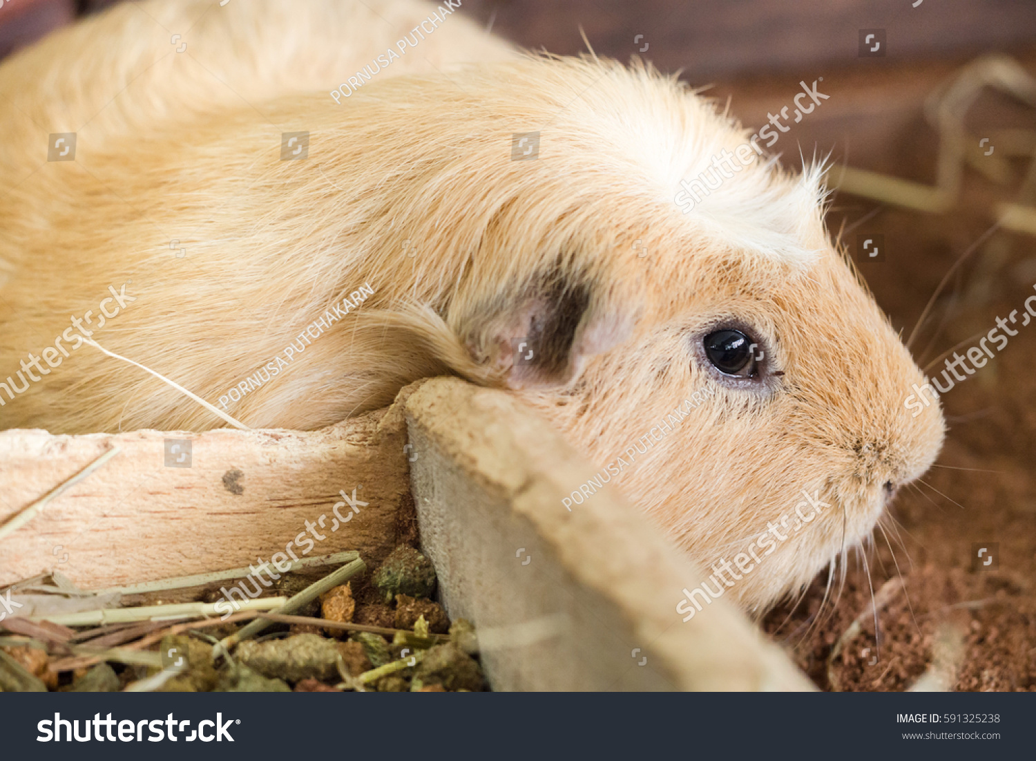 Hamster Stock Photo Edit Now 591325238