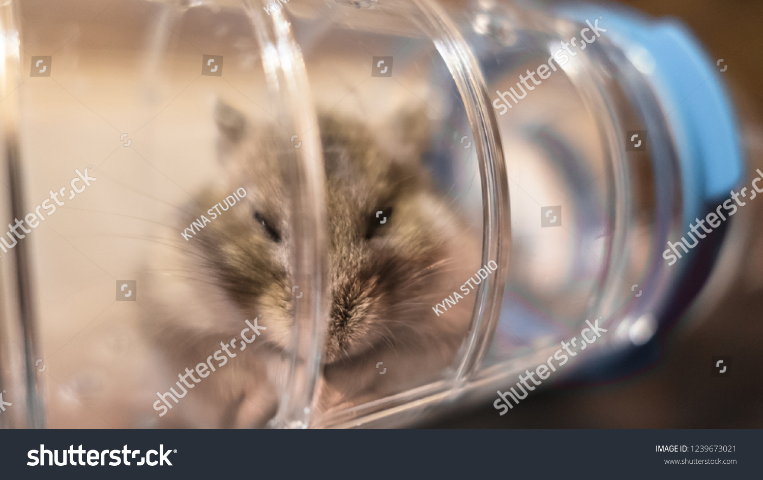 Hamster Tubes Free