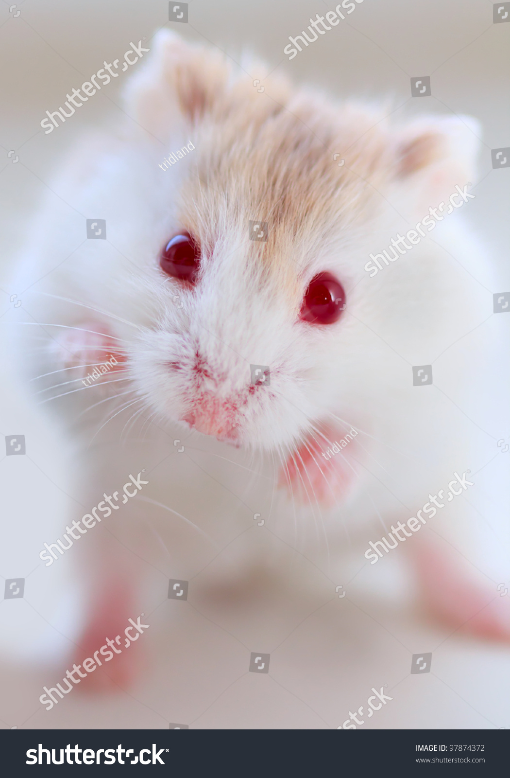 Hamster Red Eyes Stock Photo Edit Now 97874372