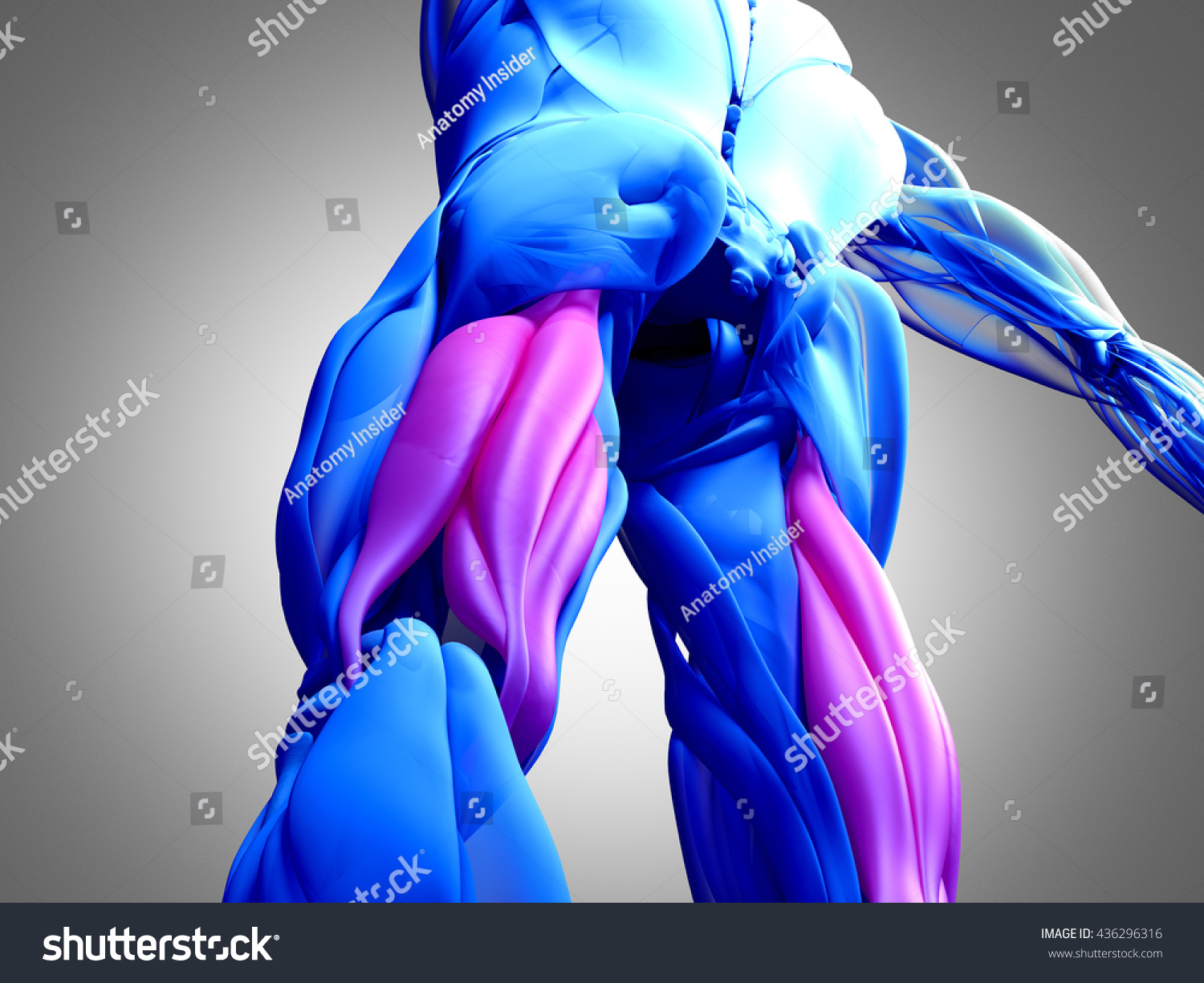 Hamstring Muscle Group Human Anatomy Muscle Stock Illustration 436296316