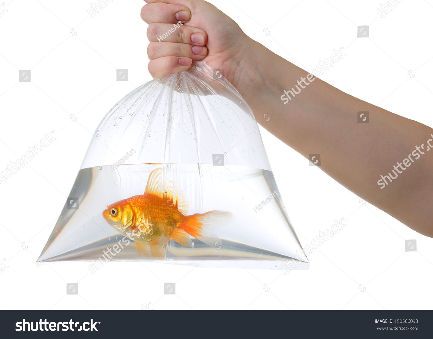 Hand Plastic Bag Golden Fish On Stock Photo 150566093 | Shutterstock