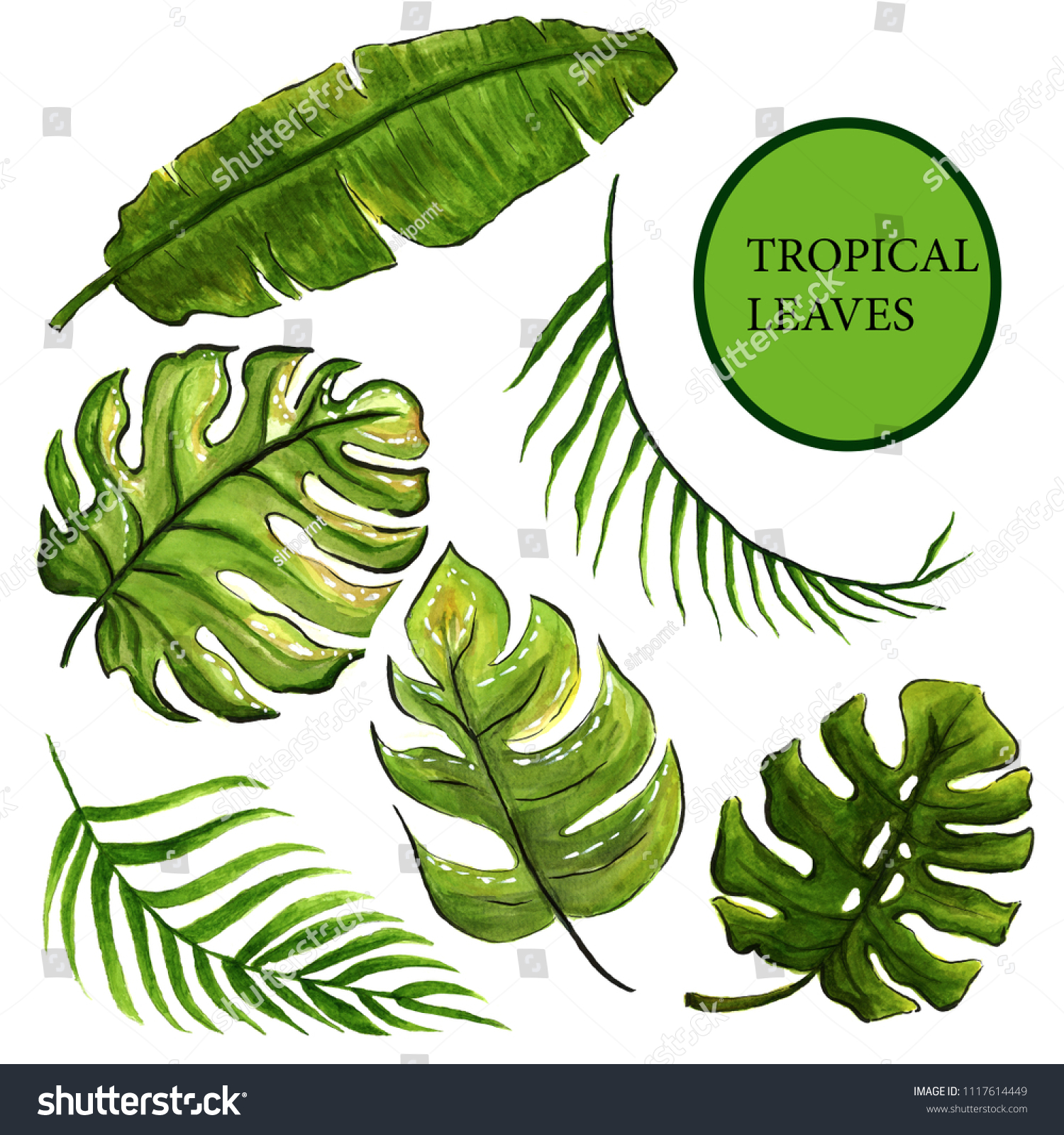 Hand Draw Tropical Leaves Different Types Stock Illustration