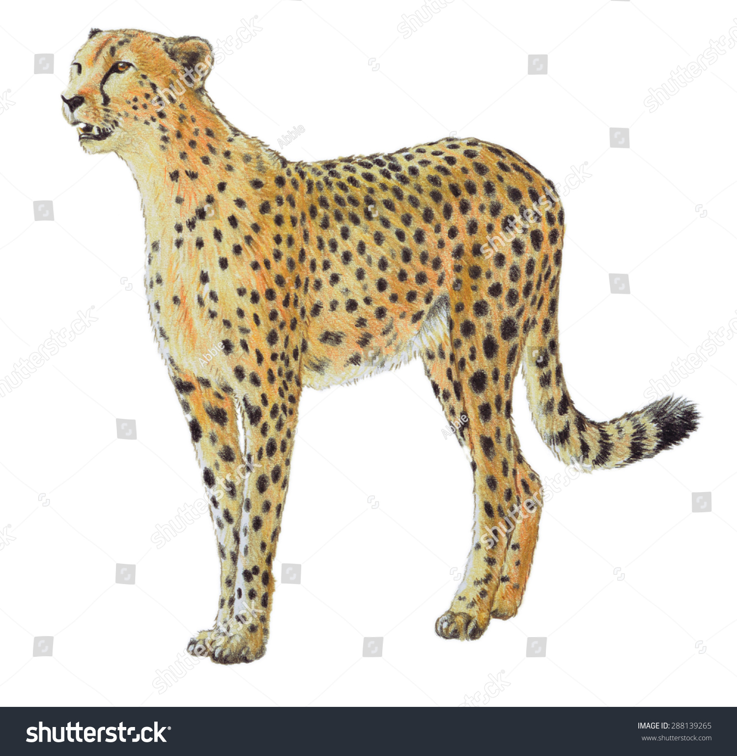 Hand Drawn Cheetah Illustration Wildlife Zoo Stock Illustration ...