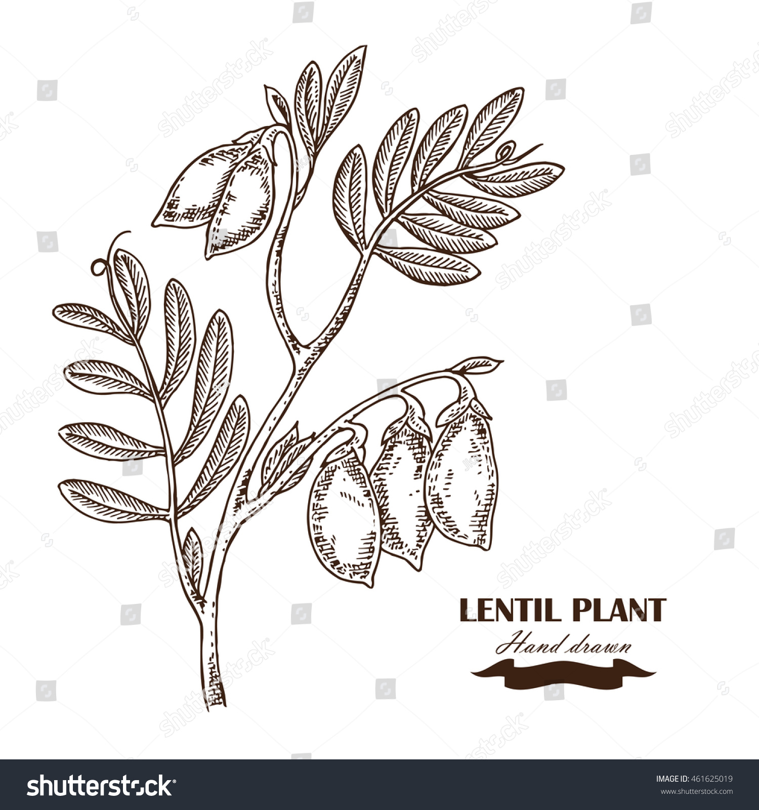 Hand Drawn Chickpea Plant Illustration Sketch Stock Illustration 461625019