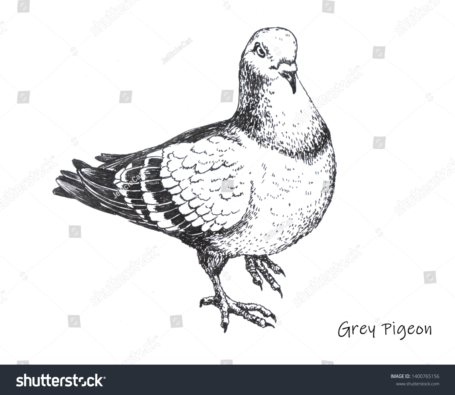 Ilustrasi Stok Handdrawn City Grey Pigeon Pen Drawing 1400765156