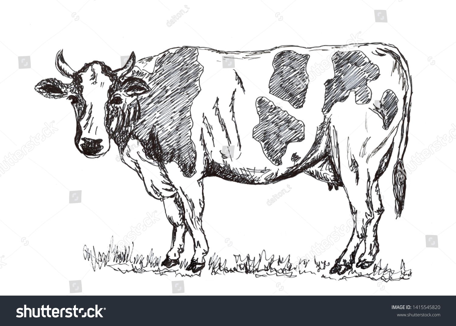 白黒の手描きの牛の鉛筆のイラスト のイラスト素材