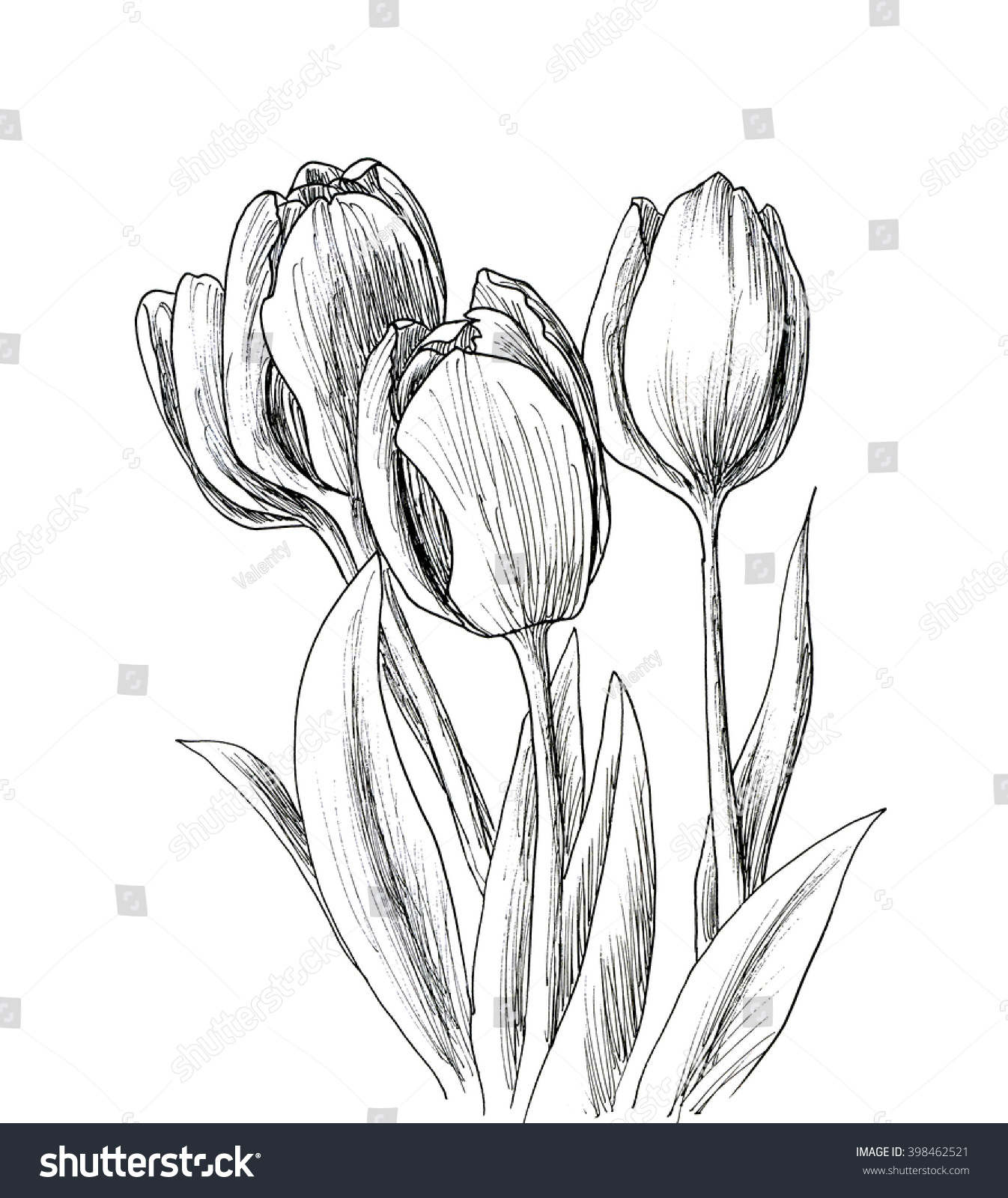 Hand Drawn Decorative Tulips Isolated On Stock Illustration 398462521 ...