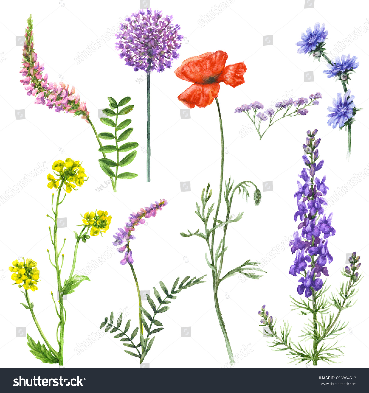 Hand Drawn Floral Set Watercolor Wild Stock Illustration 656884513