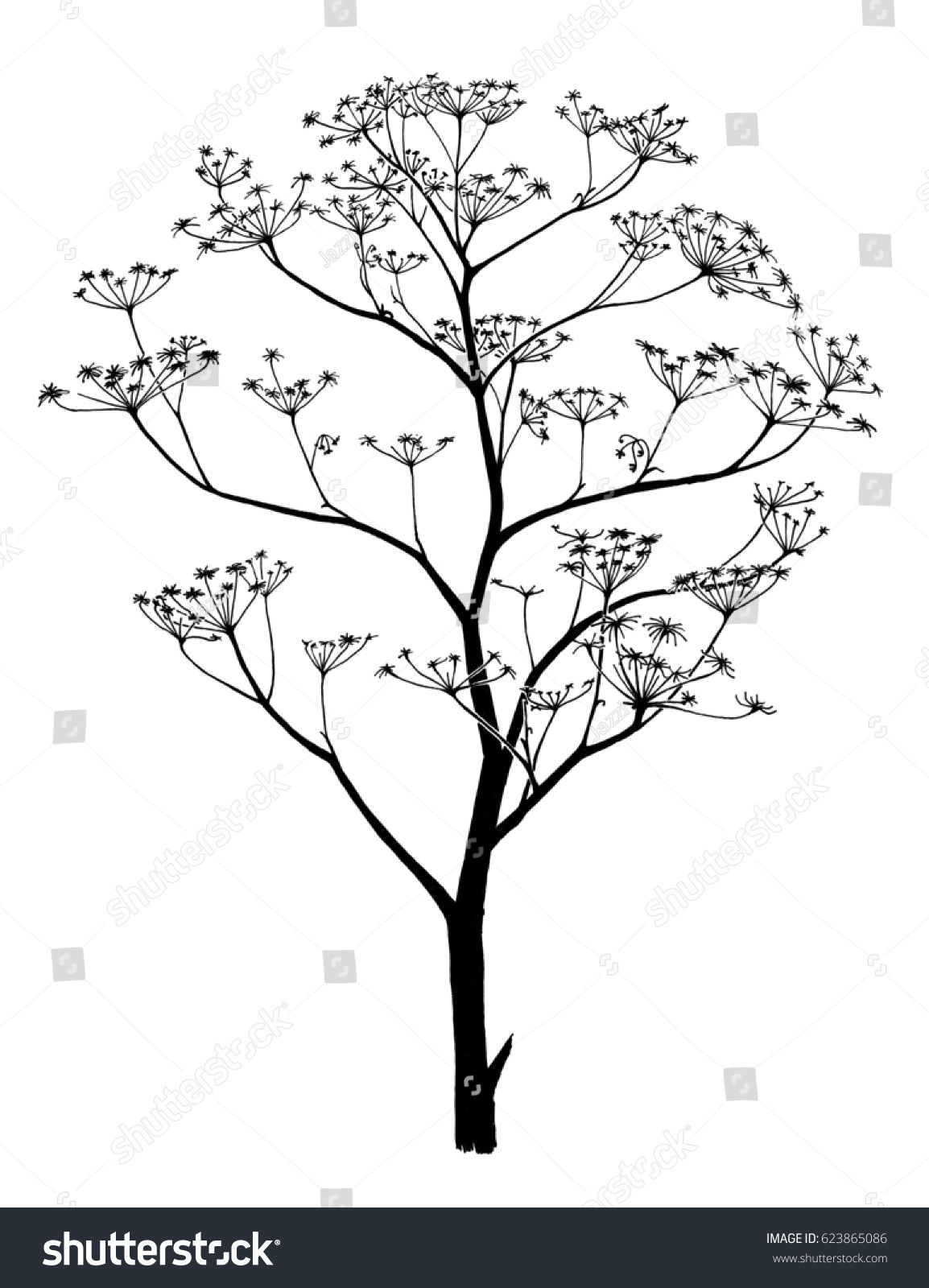 Hand Drawn Ink Sketch Dry Hemlock Stock Illustration 623865086 ...