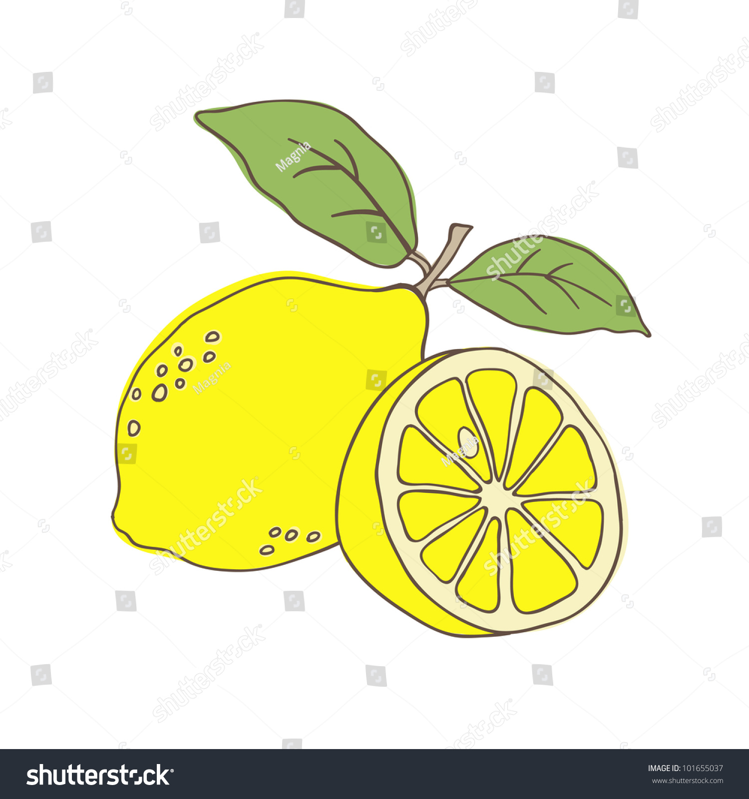 Hand Drawn Lemon Stock Photo 101655037 : Shutterstock