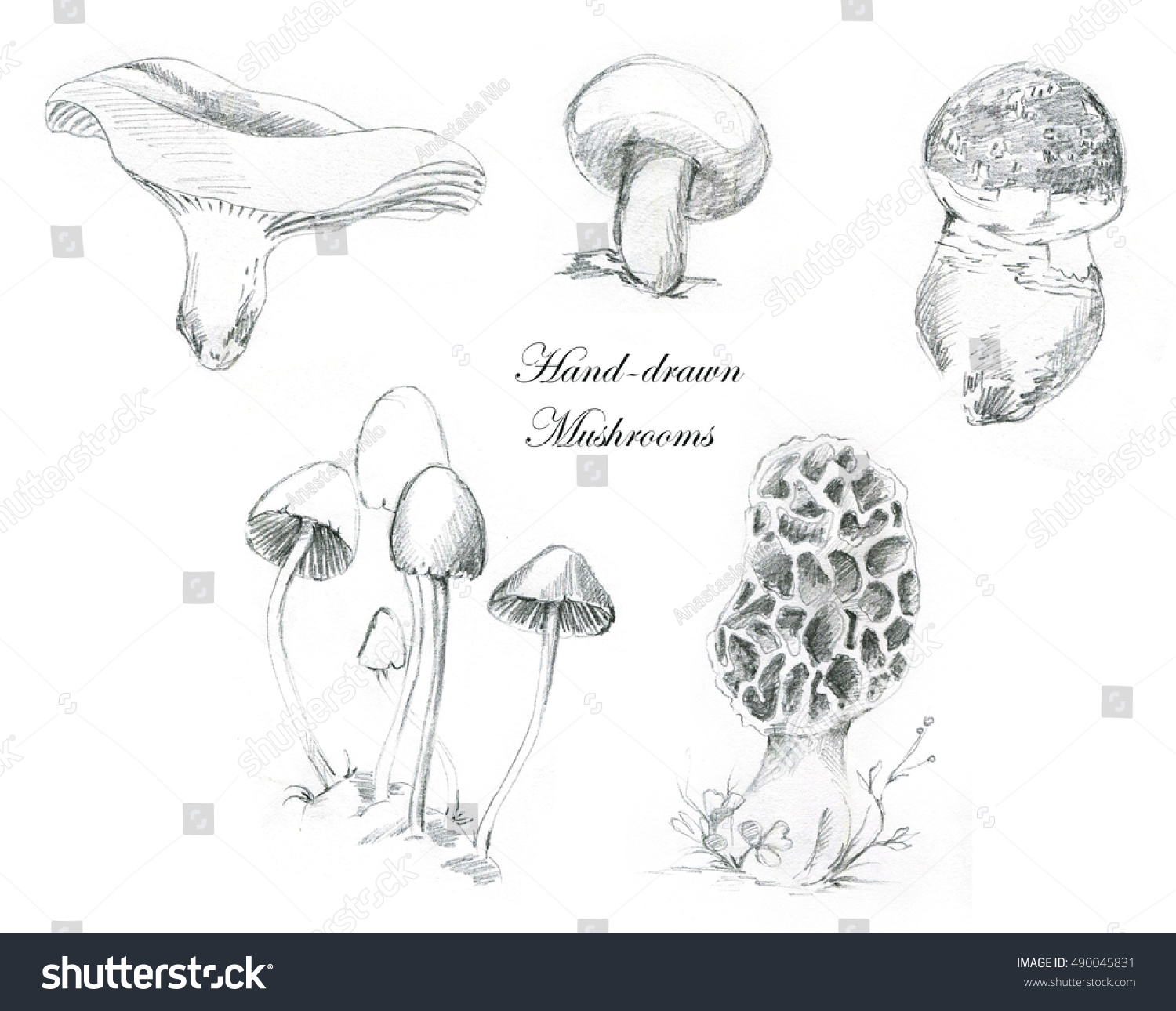 Botanical Mushroom Drawings Stock Photos Images Photography