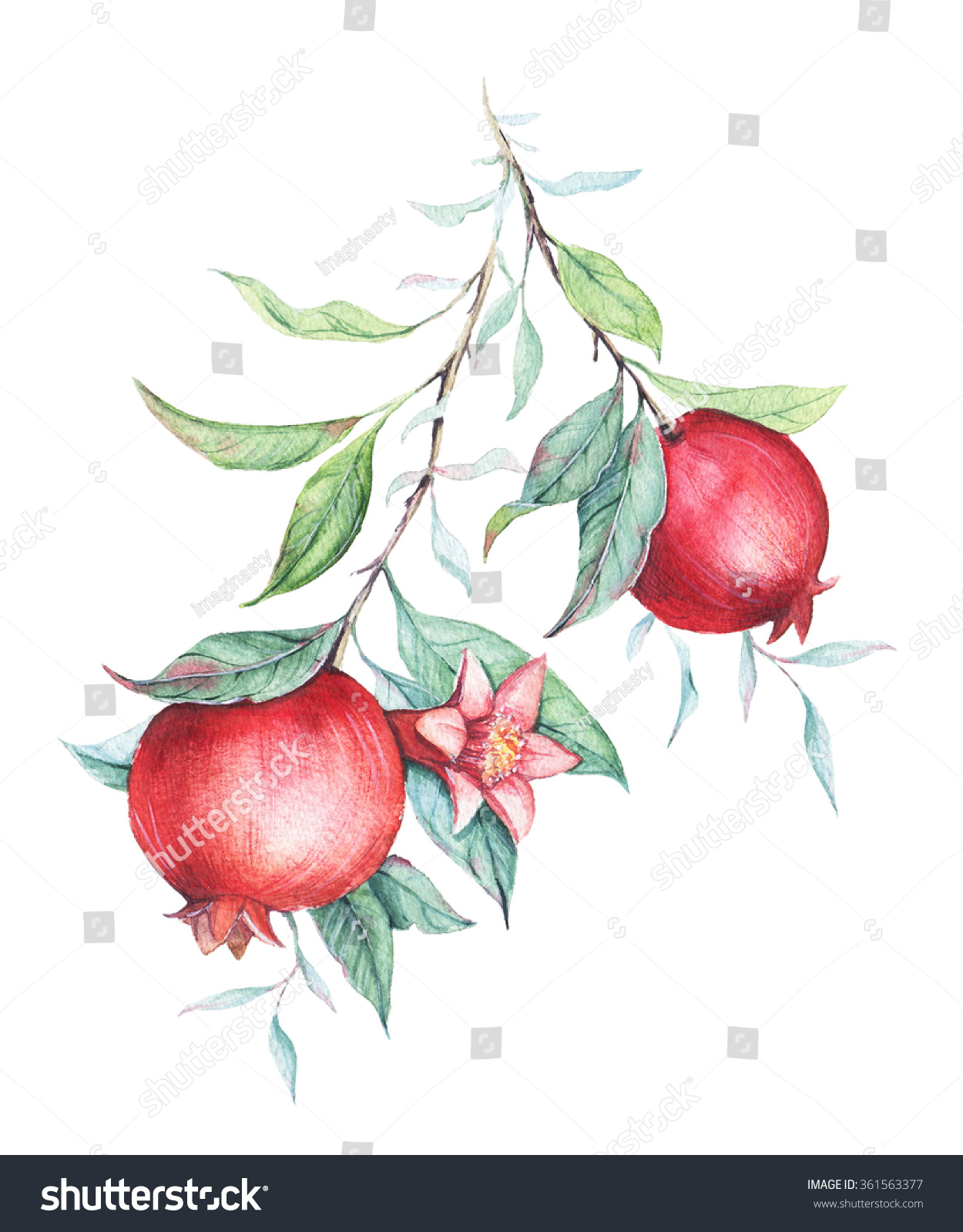 Hand Drawn Watercolor Botanical Illustration Pomegranate Stock ...