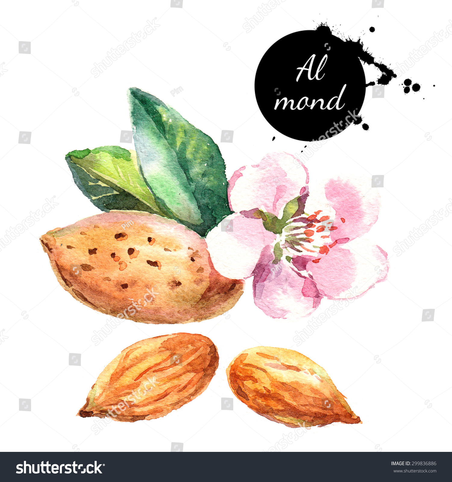 Hand Drawn Watercolor Painting Nutmeg Isolated Stock Photo (Edit Now