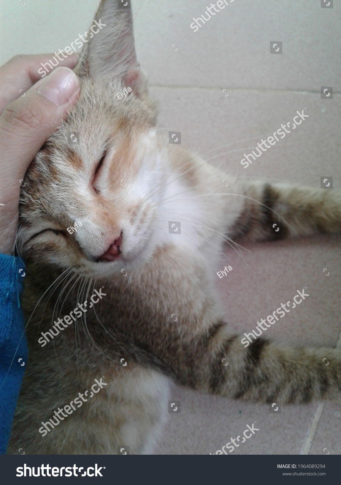 Hand Gently Touching Rubbing Cats Head Stock Photo 1964089294 ...