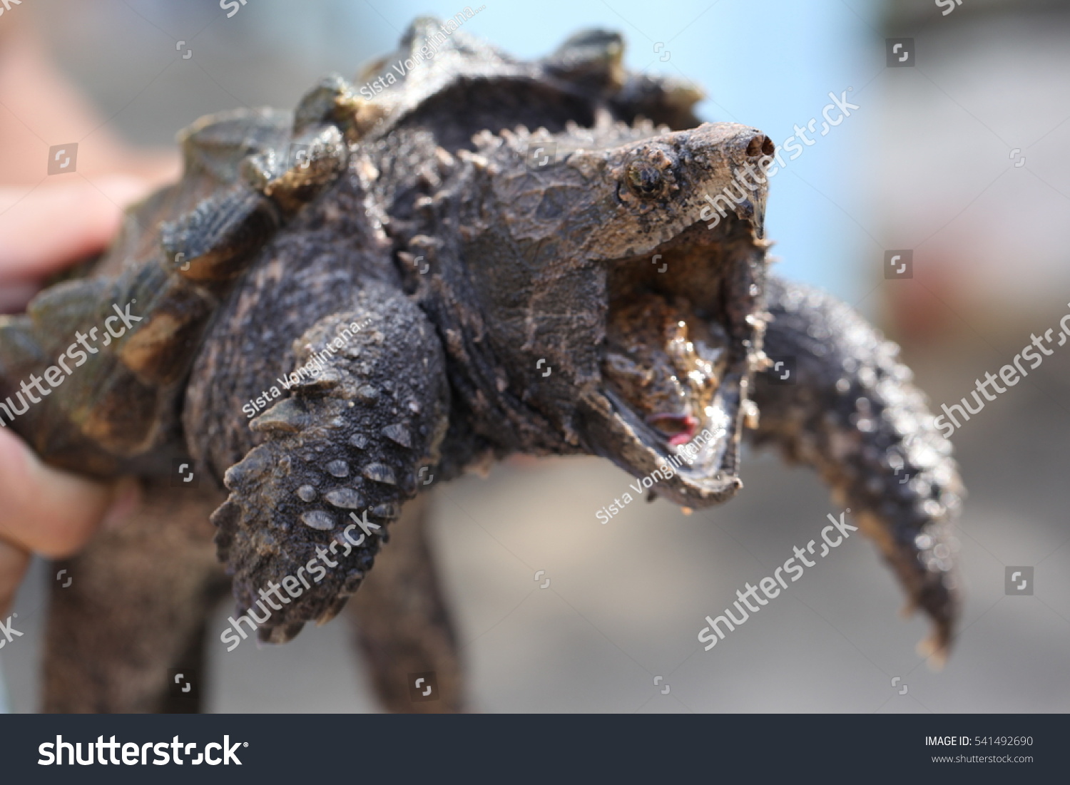 Hand Holding Alligator Snapping Turtle Dangerous Stock Photo (Edit Now ...