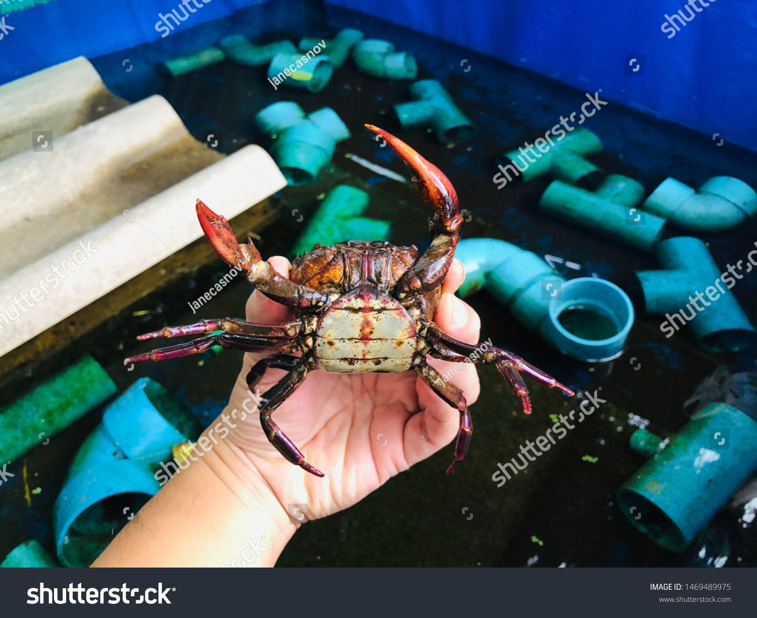 Hand Holding Freshwater Crab Rice Field Stock Photo 1469489975 ...