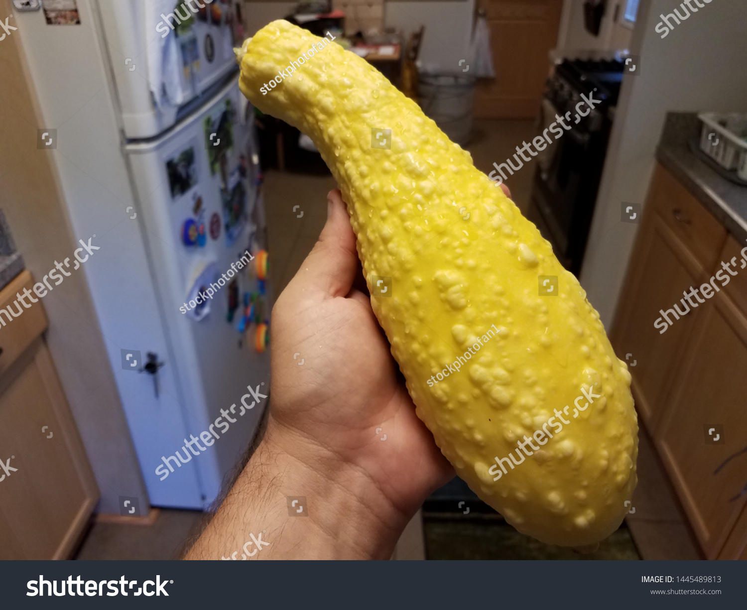 Hand Holding Large Yellow Squash Bumps Stock Photo 1445489813