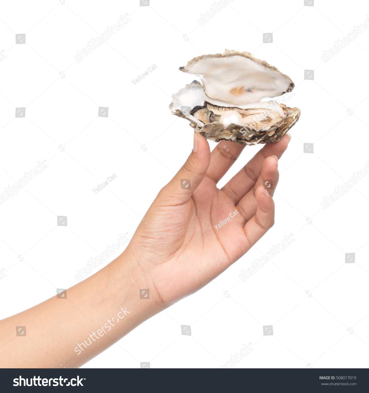 oyster holding