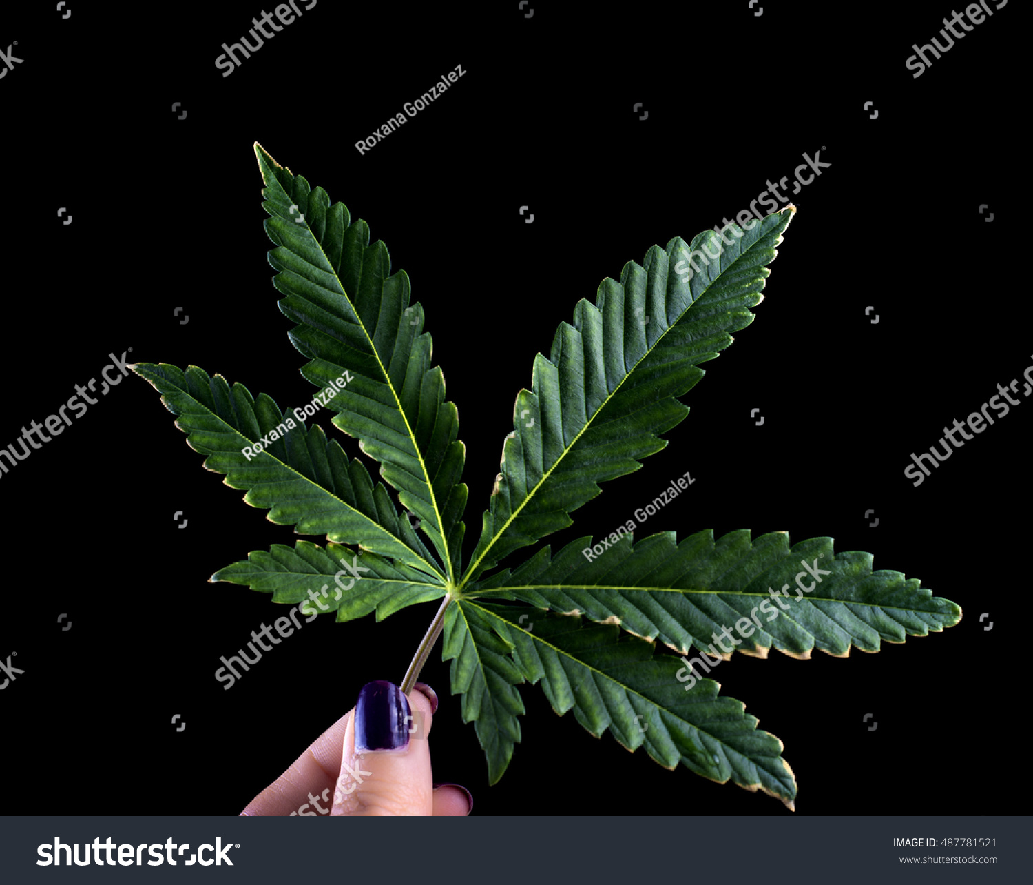 weed singles Smoking passions is a 100% free online dating and social networking site specifically for singles who love smoking if you are a smoker, and you are tired of people making faces when you light up, then this is the site for you. weed singles Smoking passions is a 100% free online dating and social networking site specifically for singles who love smoking if you are a smoker, and you are tired of people making faces when you light up, then this is the site for you.