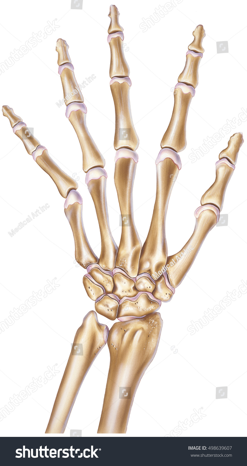 Hand Normal Bones Joints Stock Illustration 498639607 - Shutterstock
