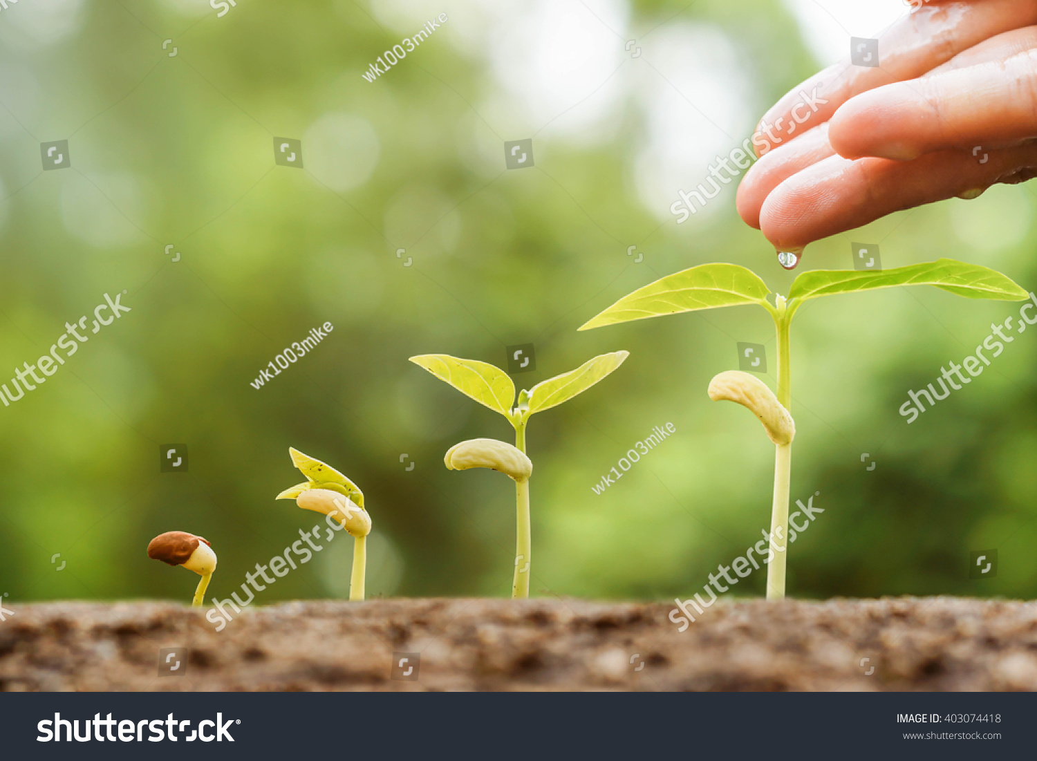 Hand Nurturing Young Baby Plants Growing In Germination Sequence On