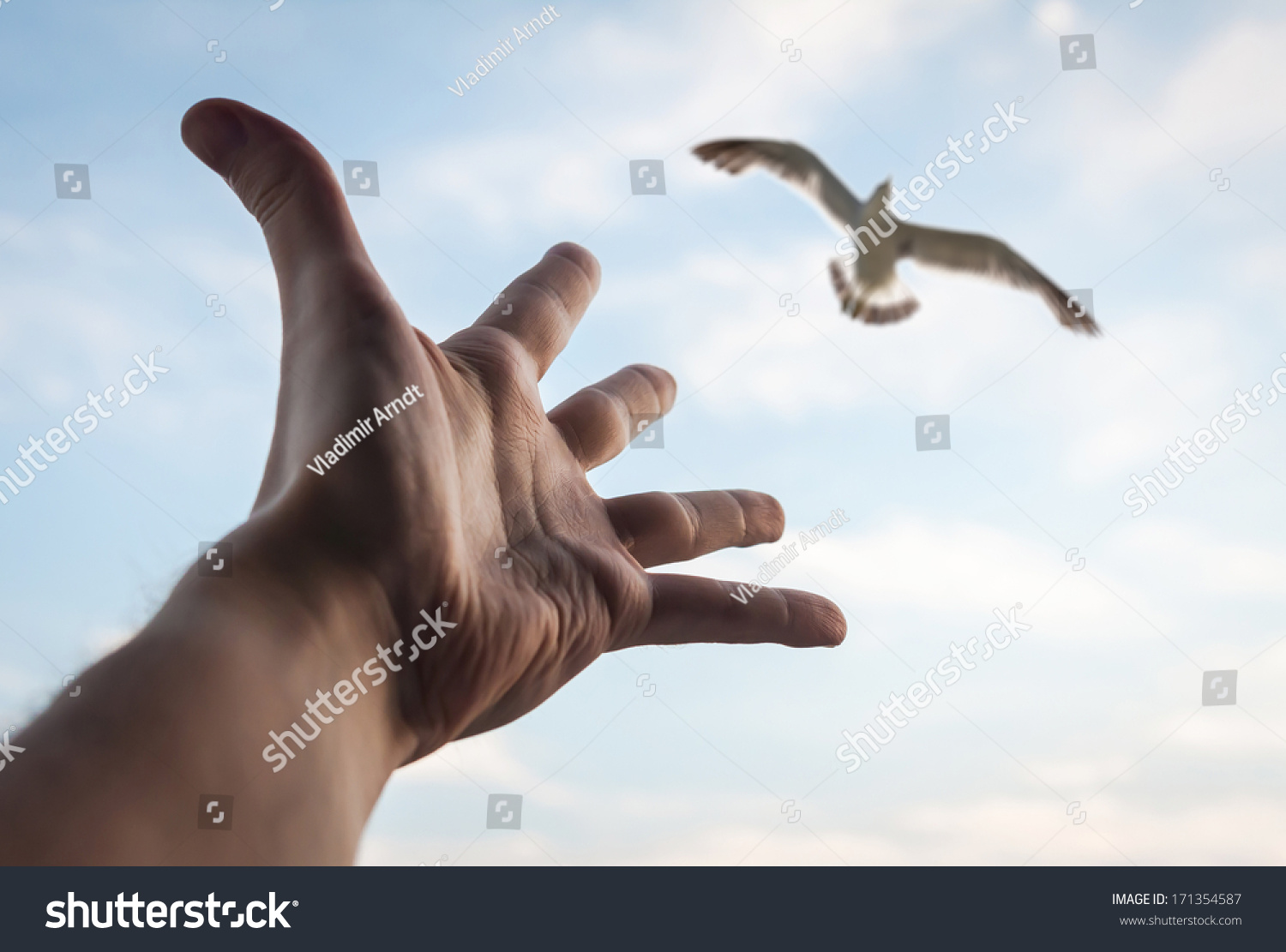 bird in hand guys The other reading of the meaning is that it refers to medieval falconry where a bird in the hand (the falcon) was a valuable asset and certainly worth more than two in the bush (the prey) it may well be that both of these meanings were intended by the coiners of this proverb, which may go some way to explaining why it has resonated over the. bird in hand guys The other reading of the meaning is that it refers to medieval falconry where a bird in the hand (the falcon) was a valuable asset and certainly worth more than two in the bush (the prey) it may well be that both of these meanings were intended by the coiners of this proverb, which may go some way to explaining why it has resonated over the.