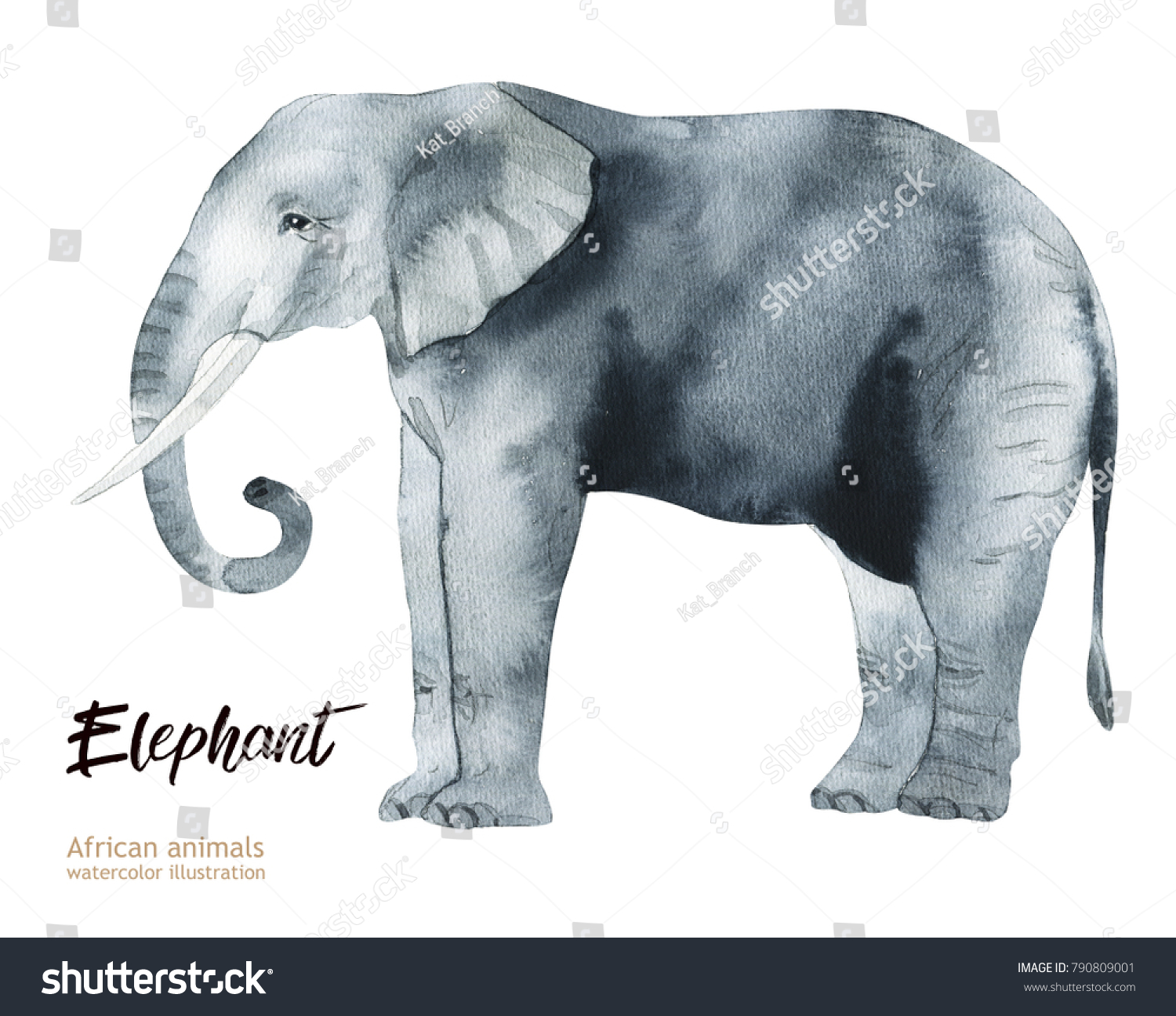 白い背景に手描きのリアルなアフリカのイラスト動物 象 のイラスト素材