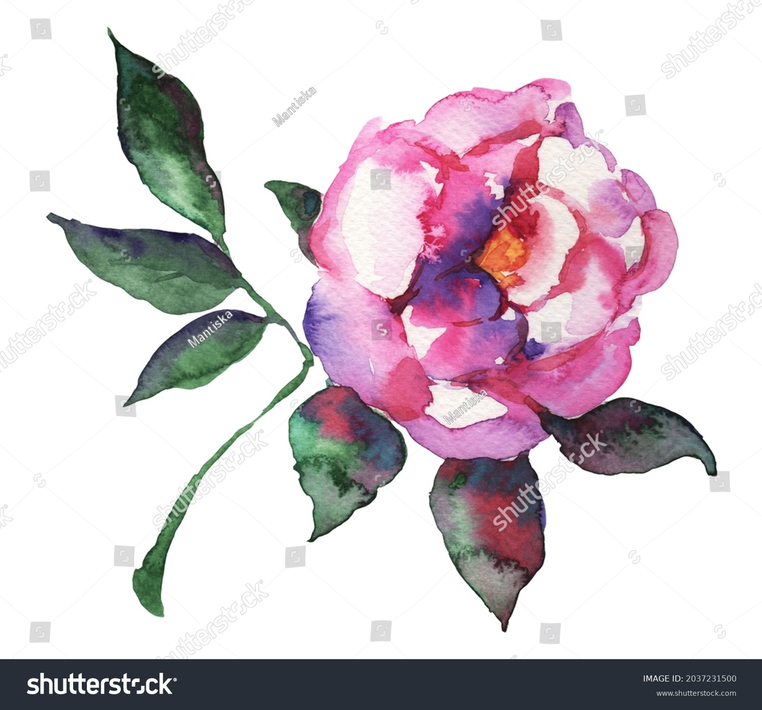 Handpainted Watercolor Pink Violet Peony Flower Stock Illustration ...