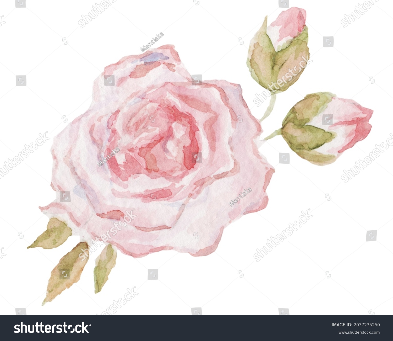 Handpainted Watercolor Pink Tea Rose Green Stock Illustration ...