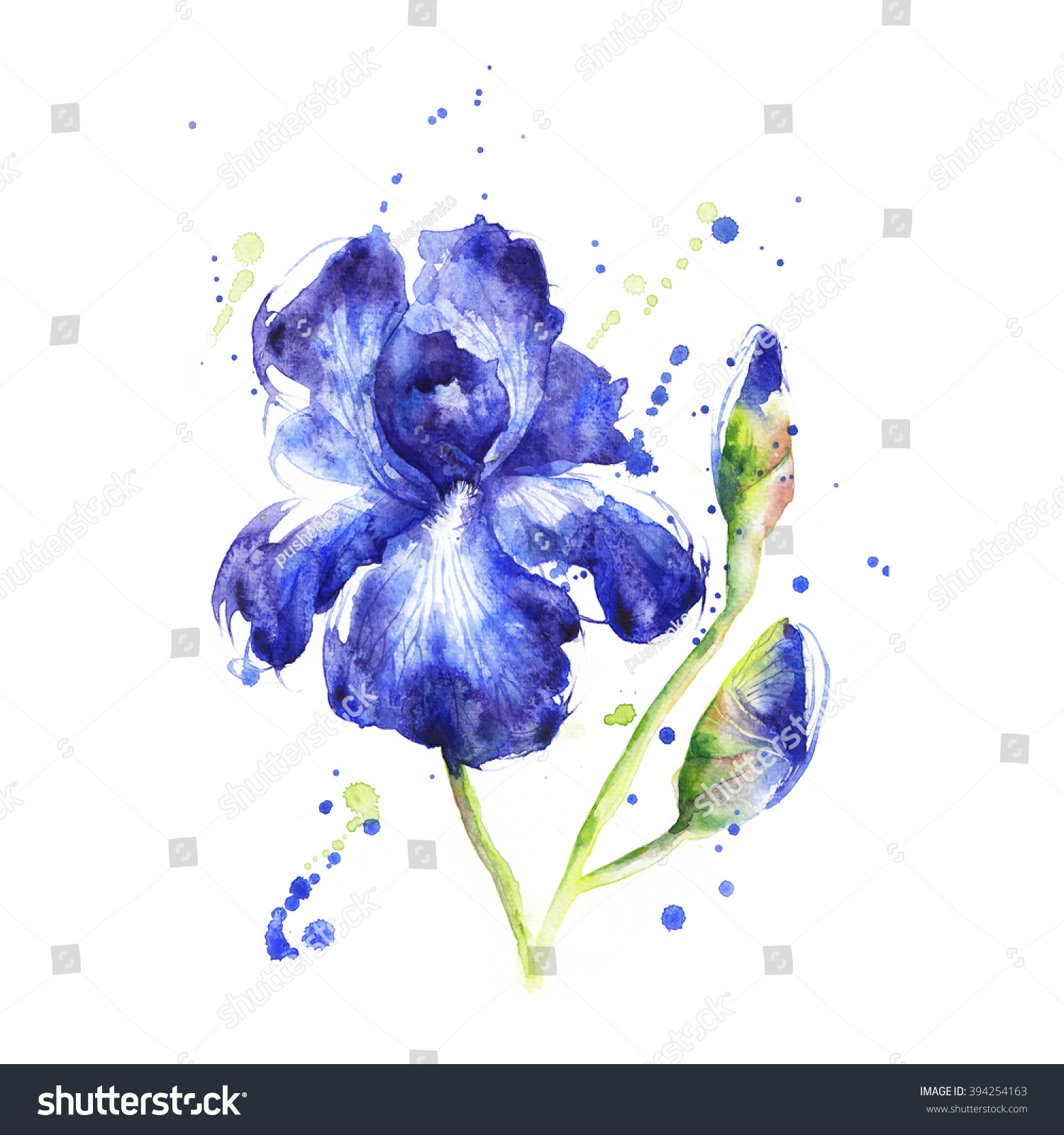 Hand Painting Watercolor Blue Iris Beautiful Stock Illustration ...