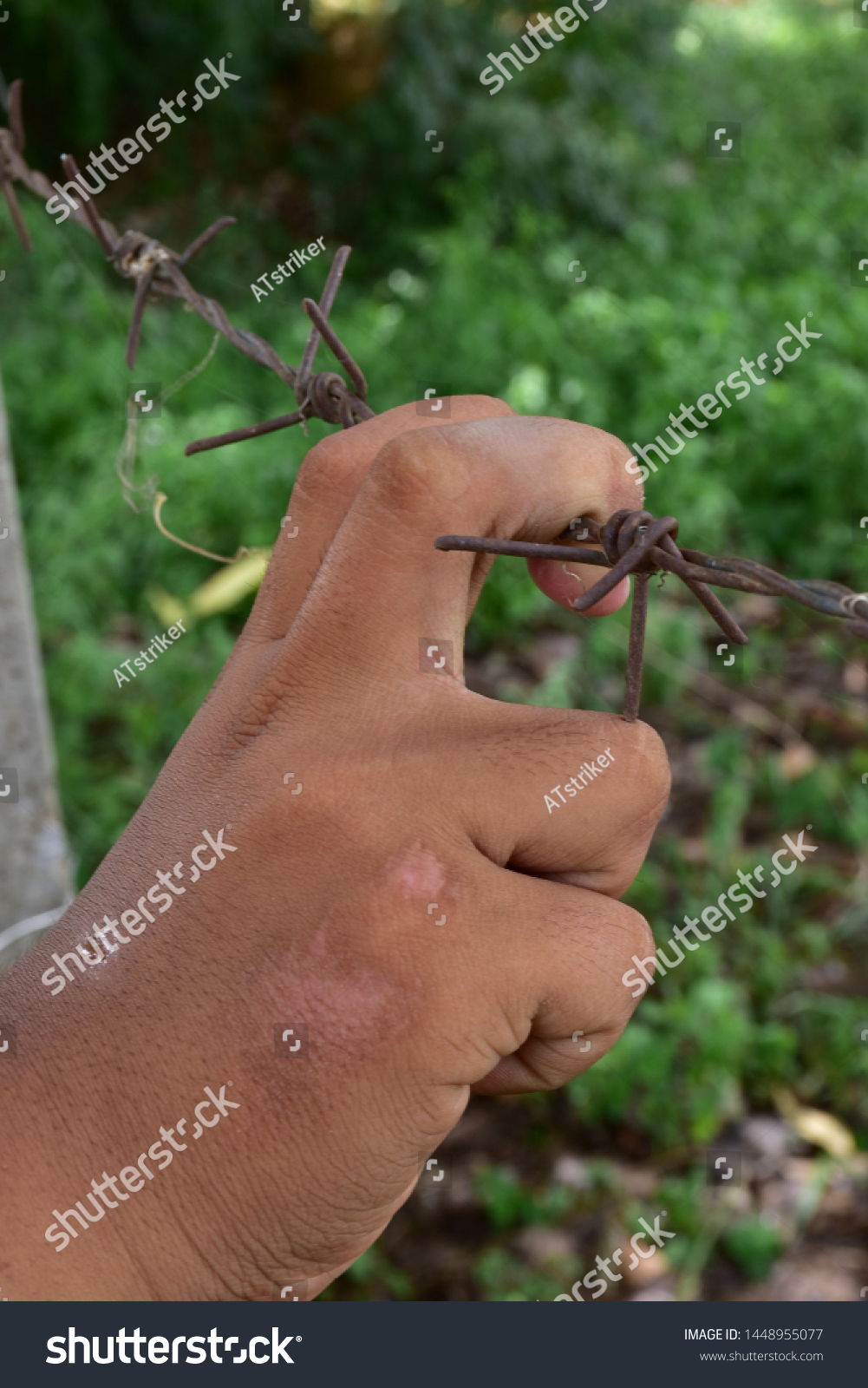 pulling barbed wire