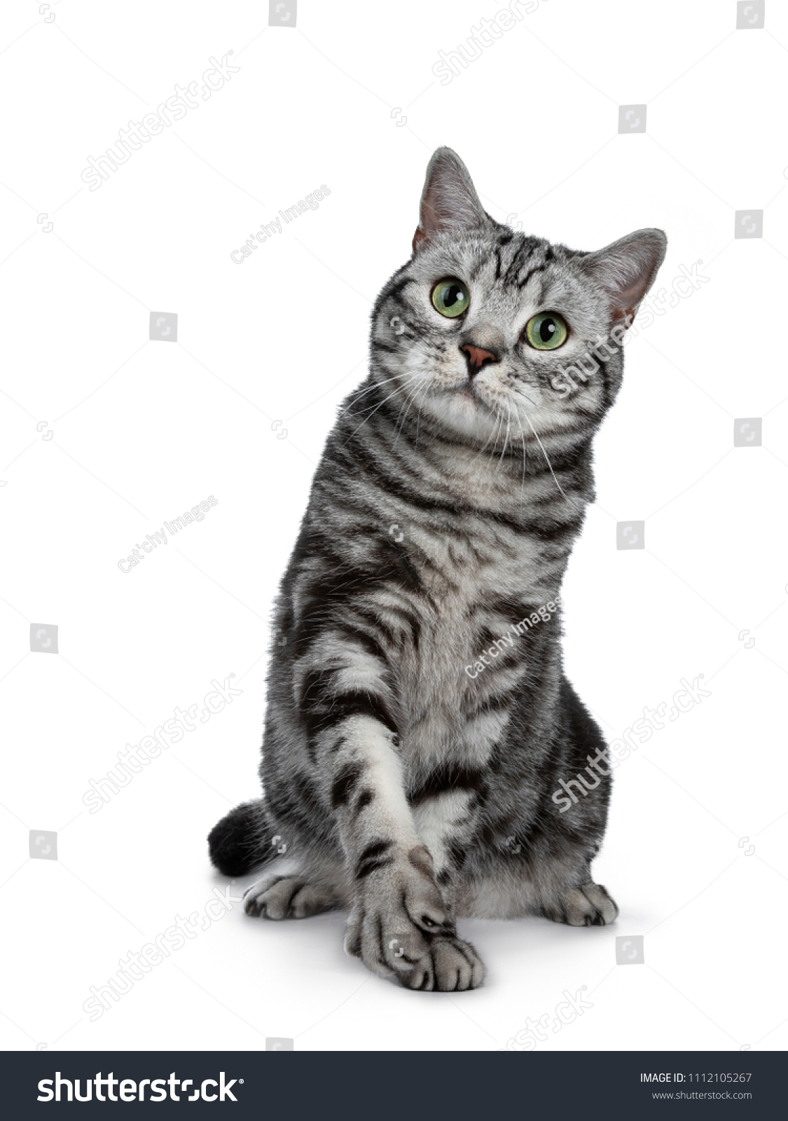 Handsome Black Silver Tabby British Shorthair Stock Photo Edit