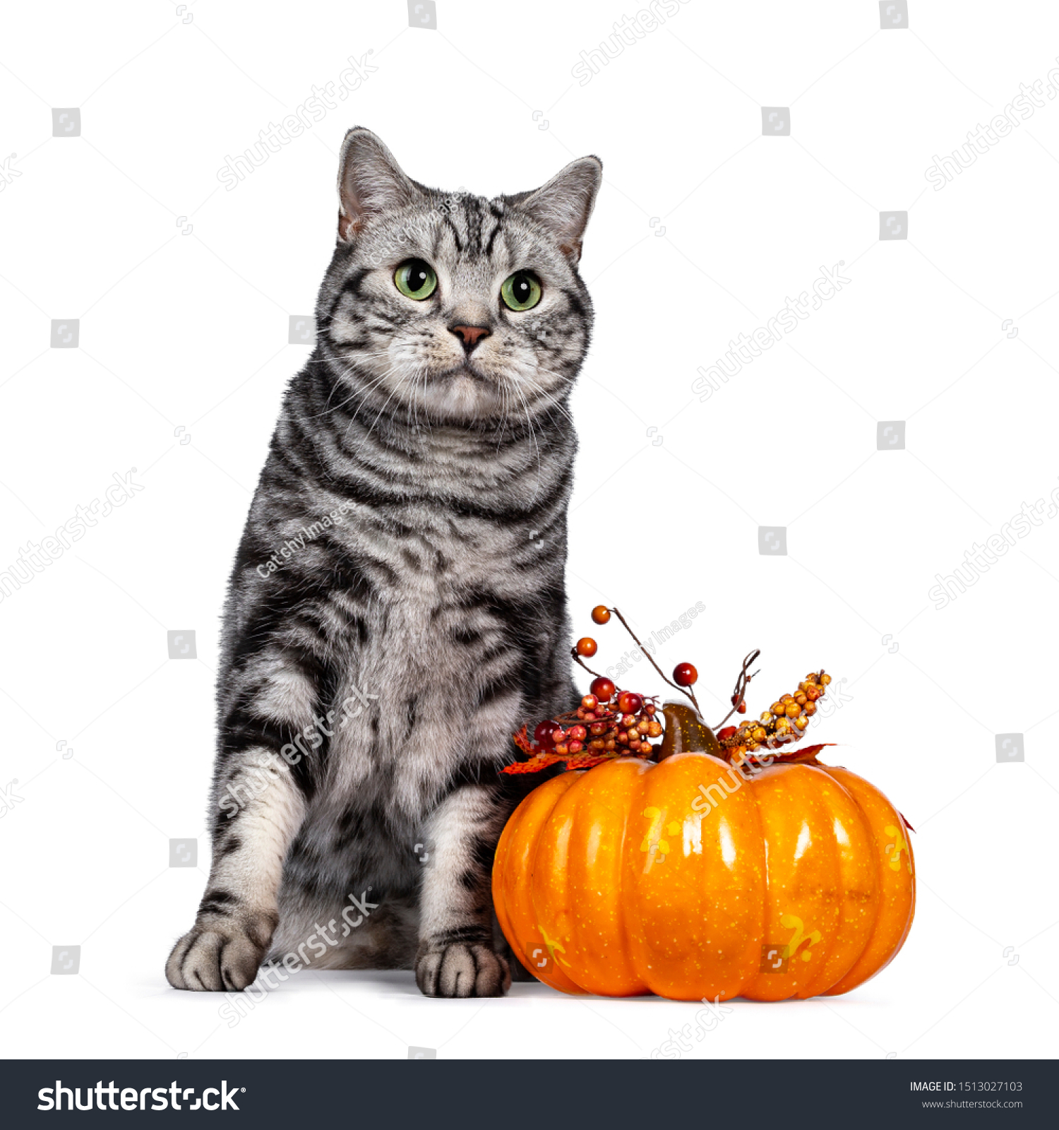 Handsome Silver Tabby British Shorthair Cat Stock Photo Edit Now