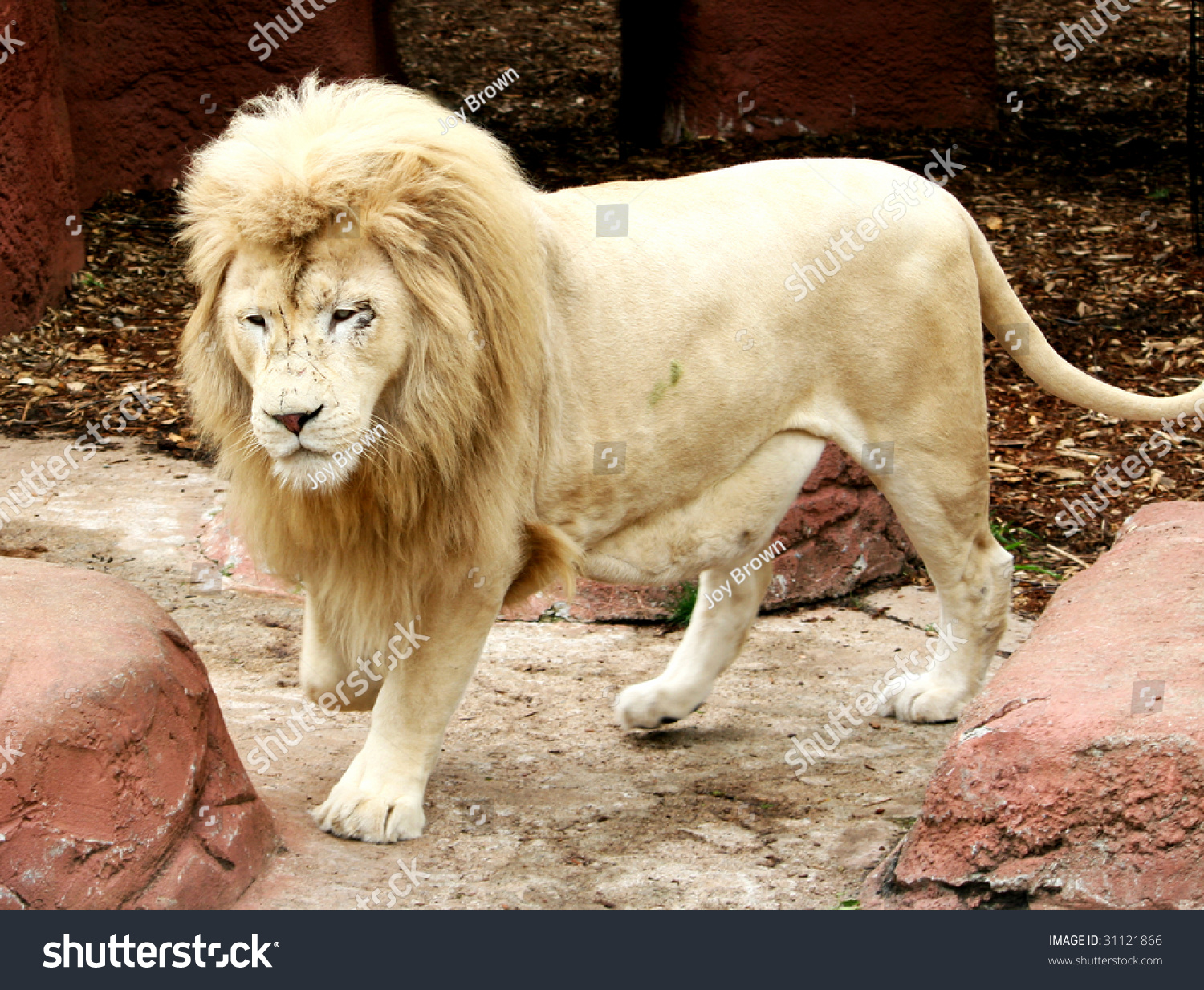 Handsome White Male Lion Stock Photo 31121866 : Shutterstock