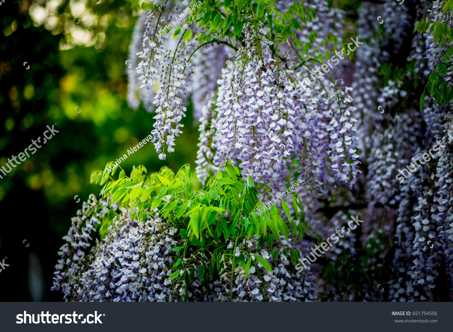 Hanging Flowers Wisteria Spring Garden Stock Photo Edit Now