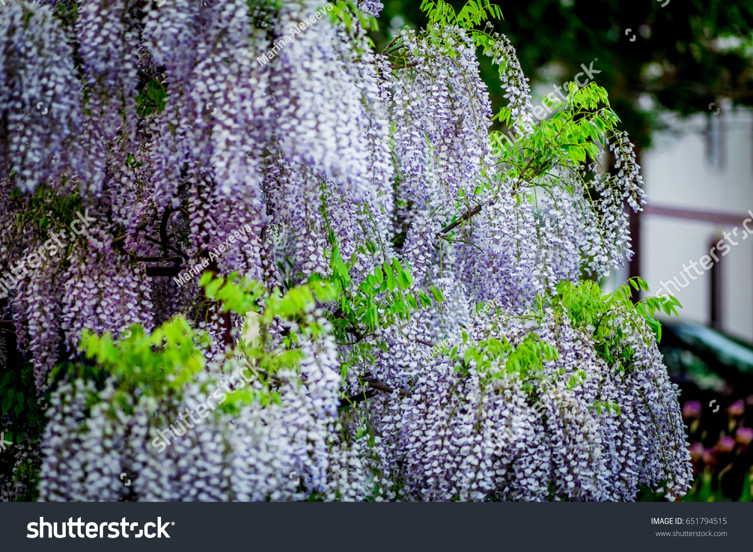 Hanging Flowers Wisteria Spring Garden Stock Photo Edit Now