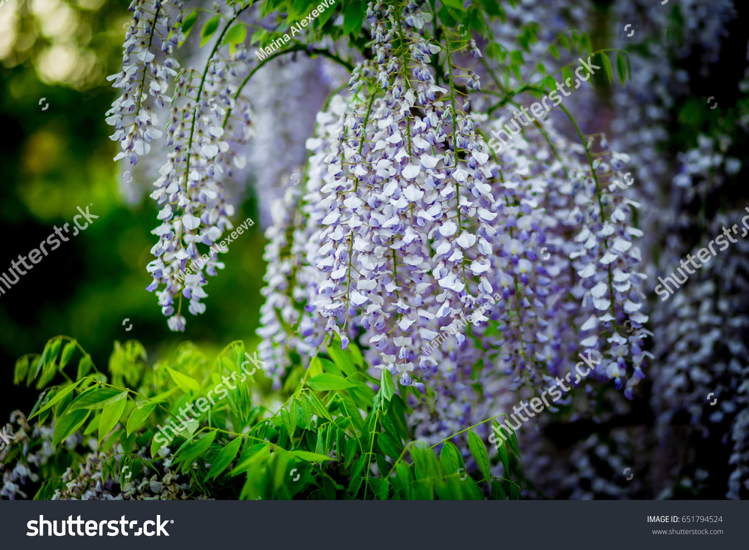 Hanging Flowers Wisteria Spring Garden Stock Photo Edit Now