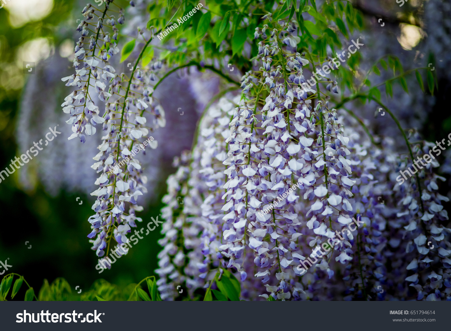 Hanging Flowers Wisteria Spring Garden Stock Photo Edit Now